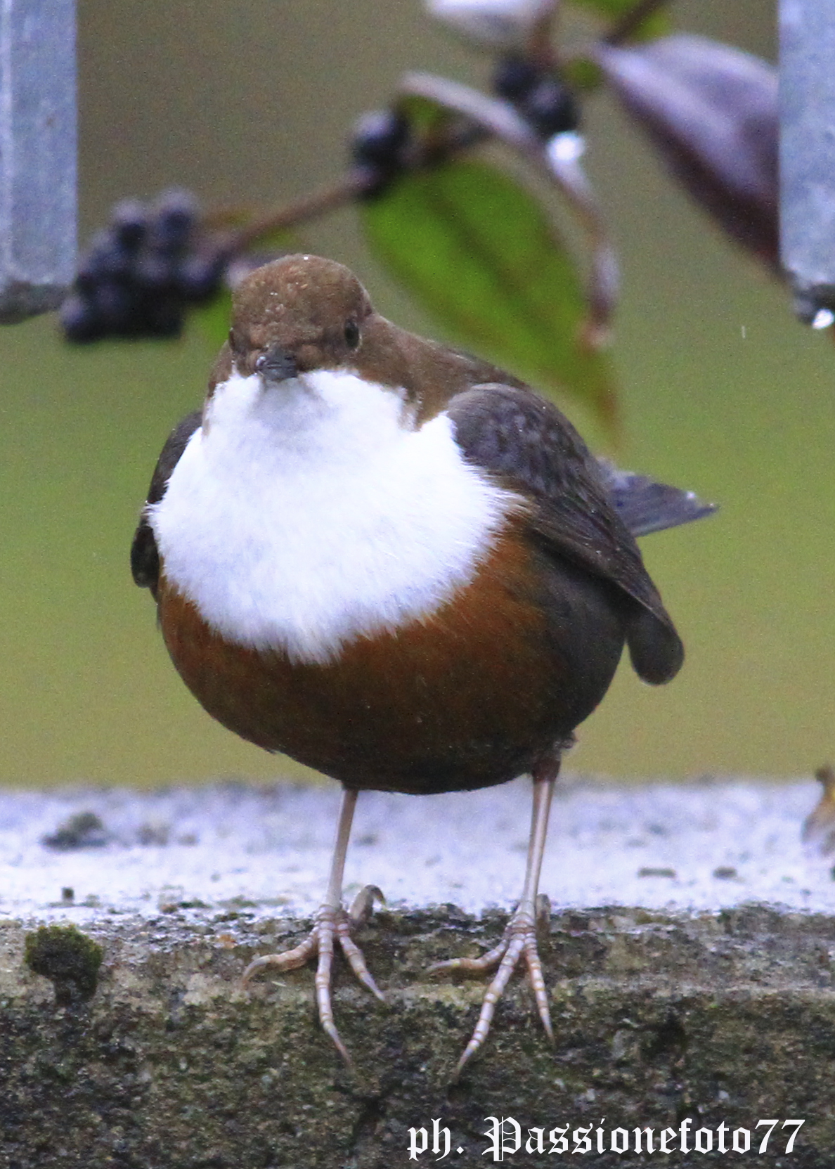 dipper