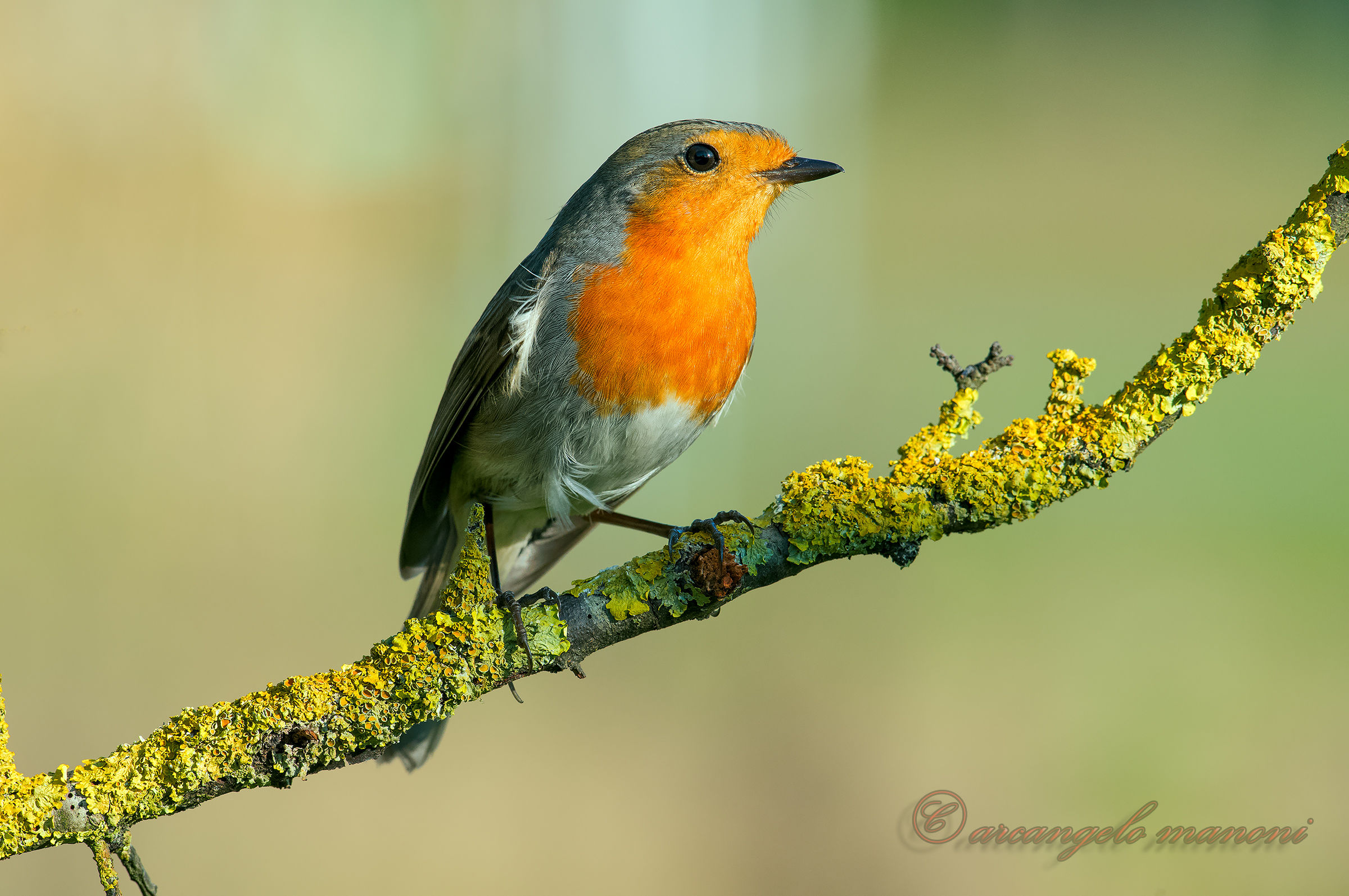 Pettirosso pomeridiano