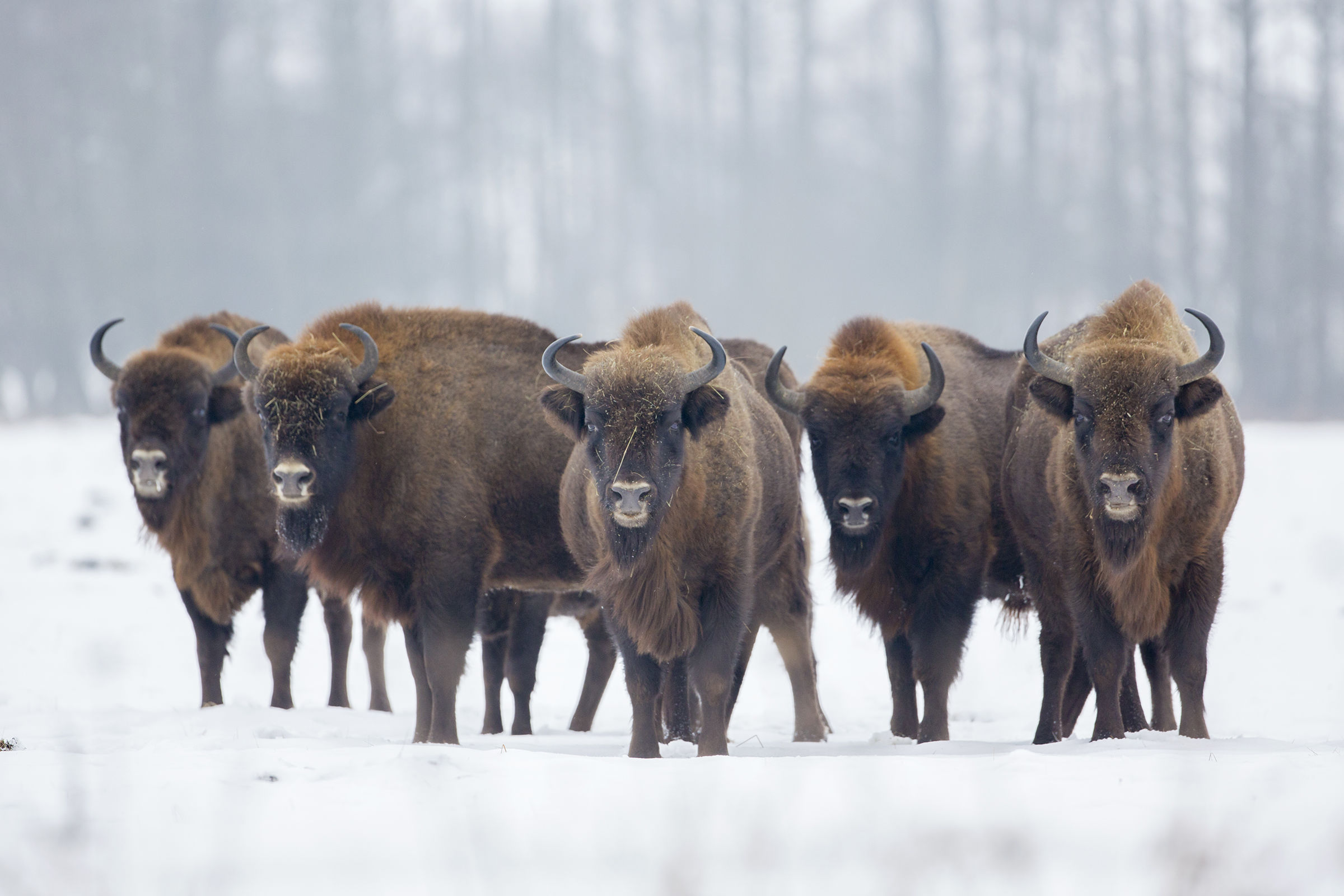 Bison in the snow (Poland)