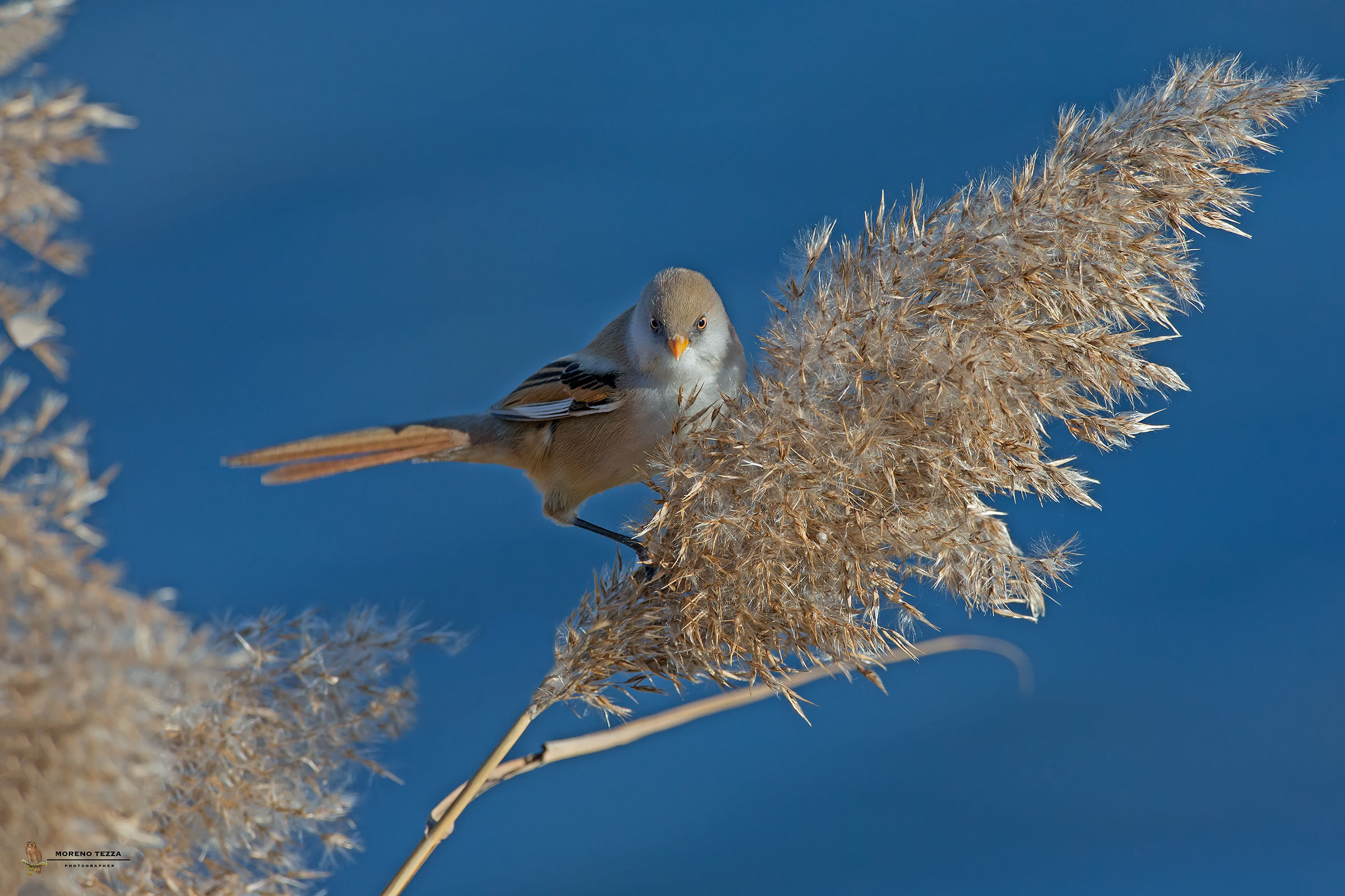 Bearded Tit female