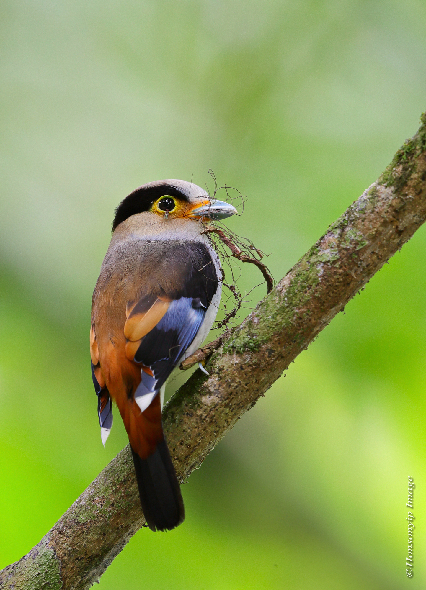 Silver-breasted Broadbill