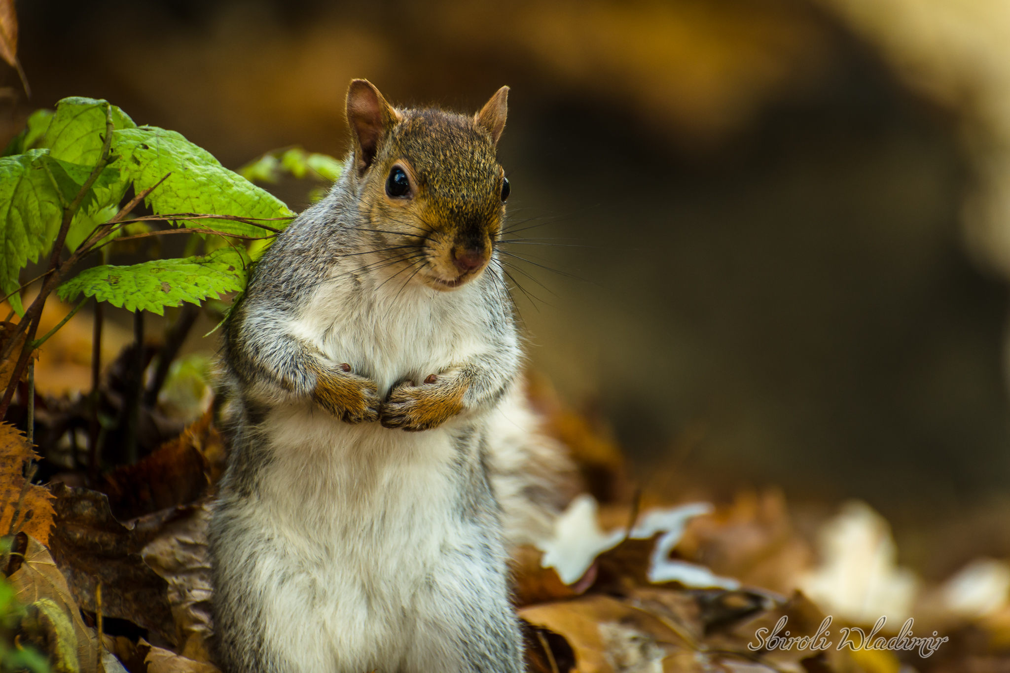 Elf at Valentino - Torino