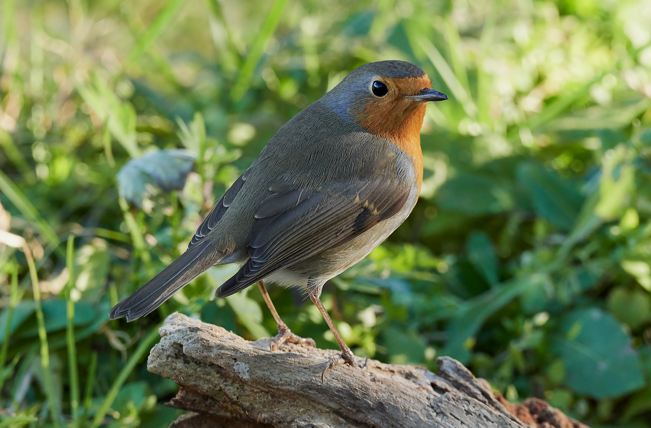 Robin