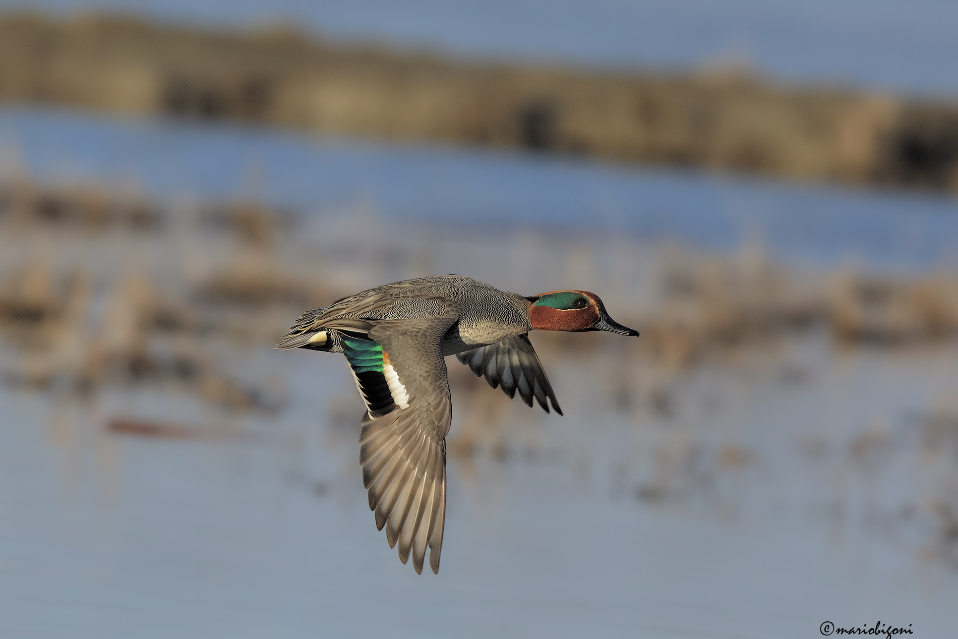 teal Racconigi