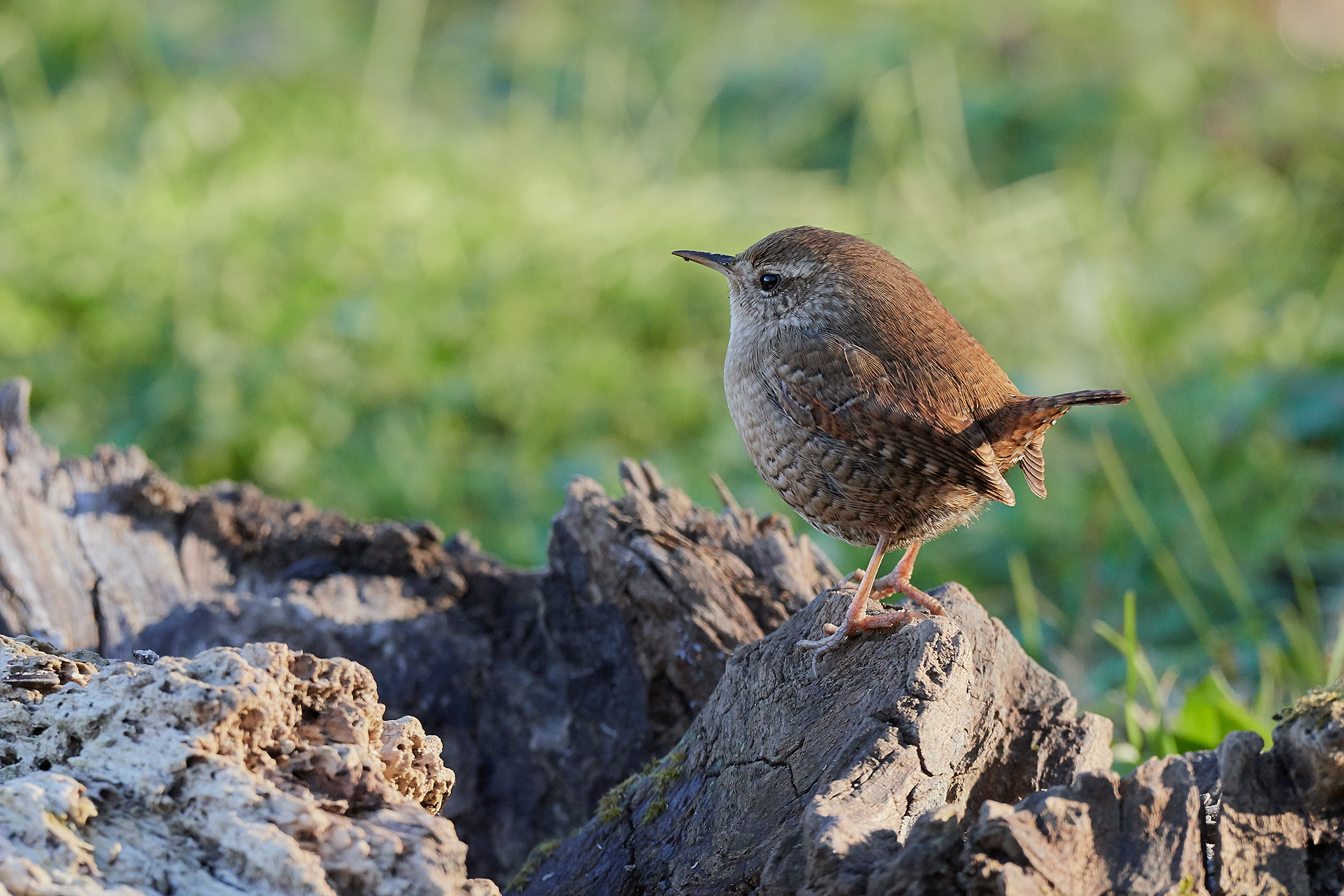 Wren