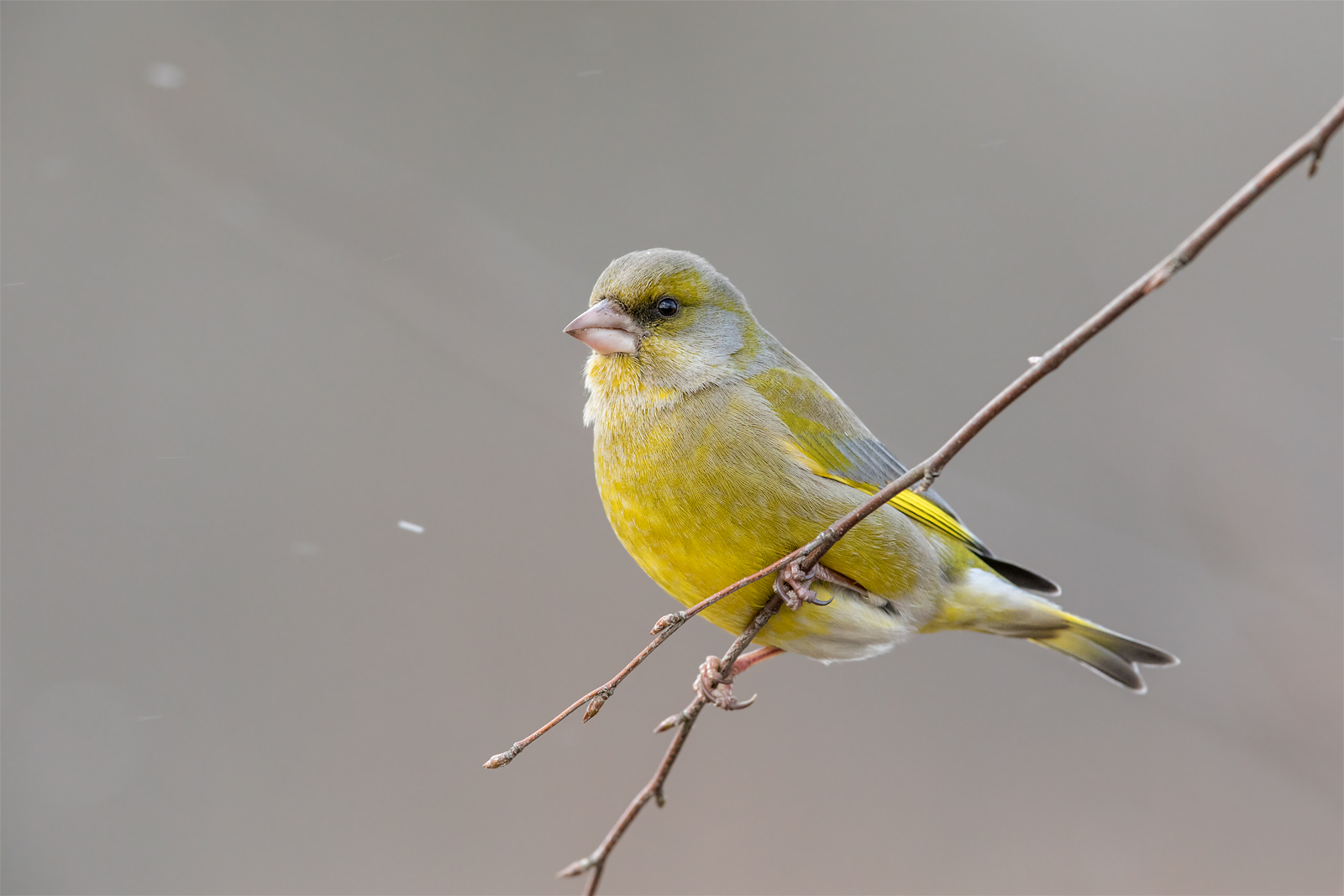 Verdone (Clori chloris)