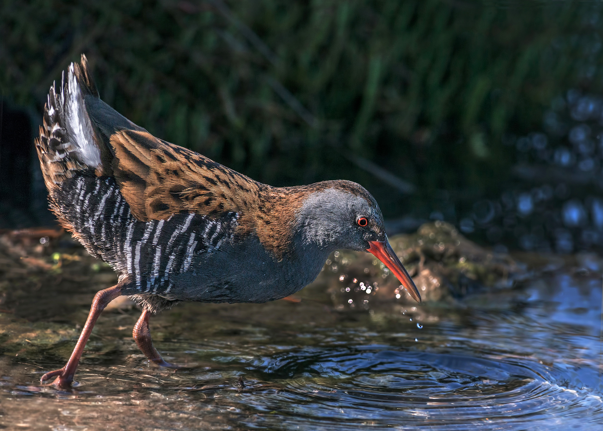 Water Rail