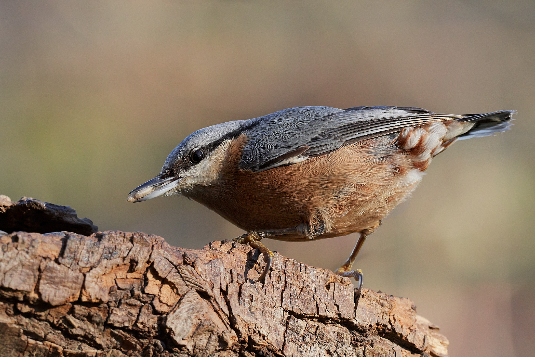 nuthatch