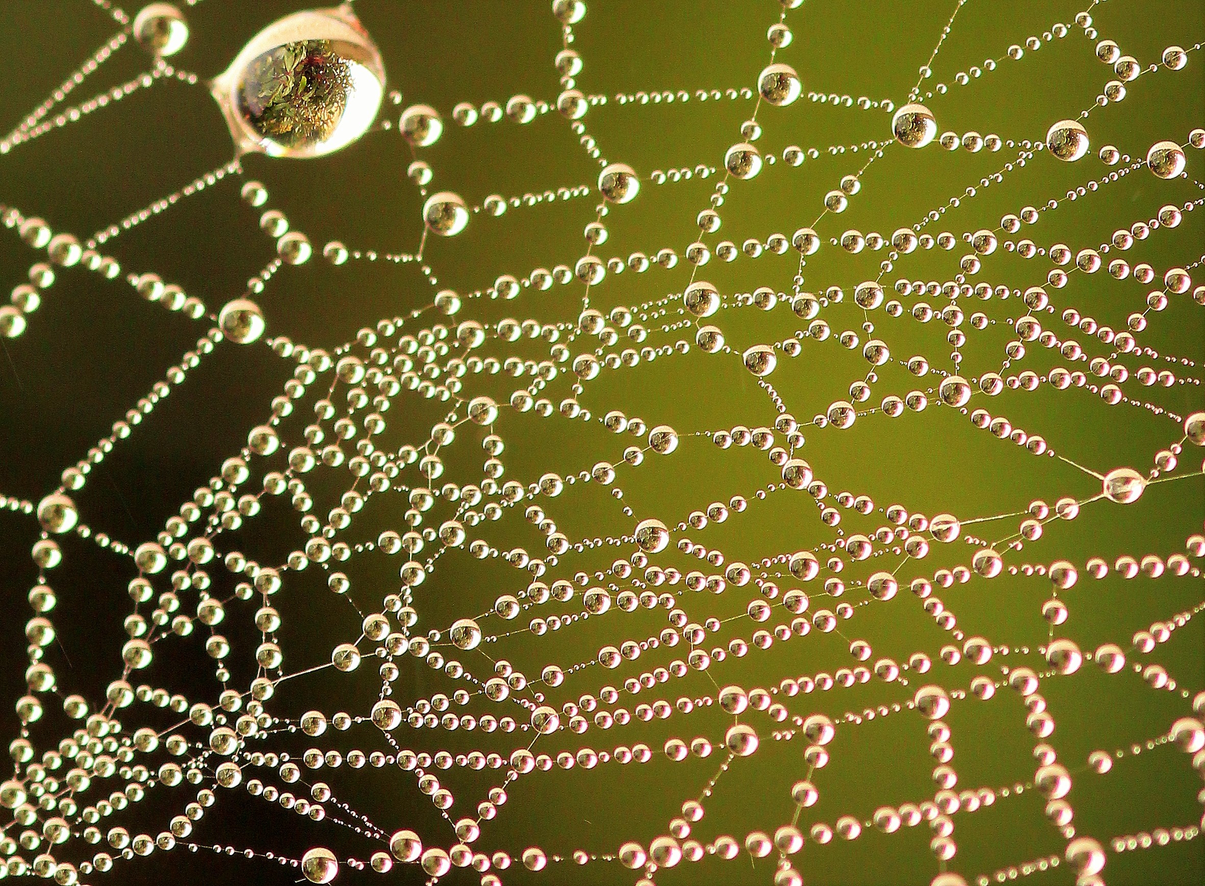 perle di rugiada su ragnatela