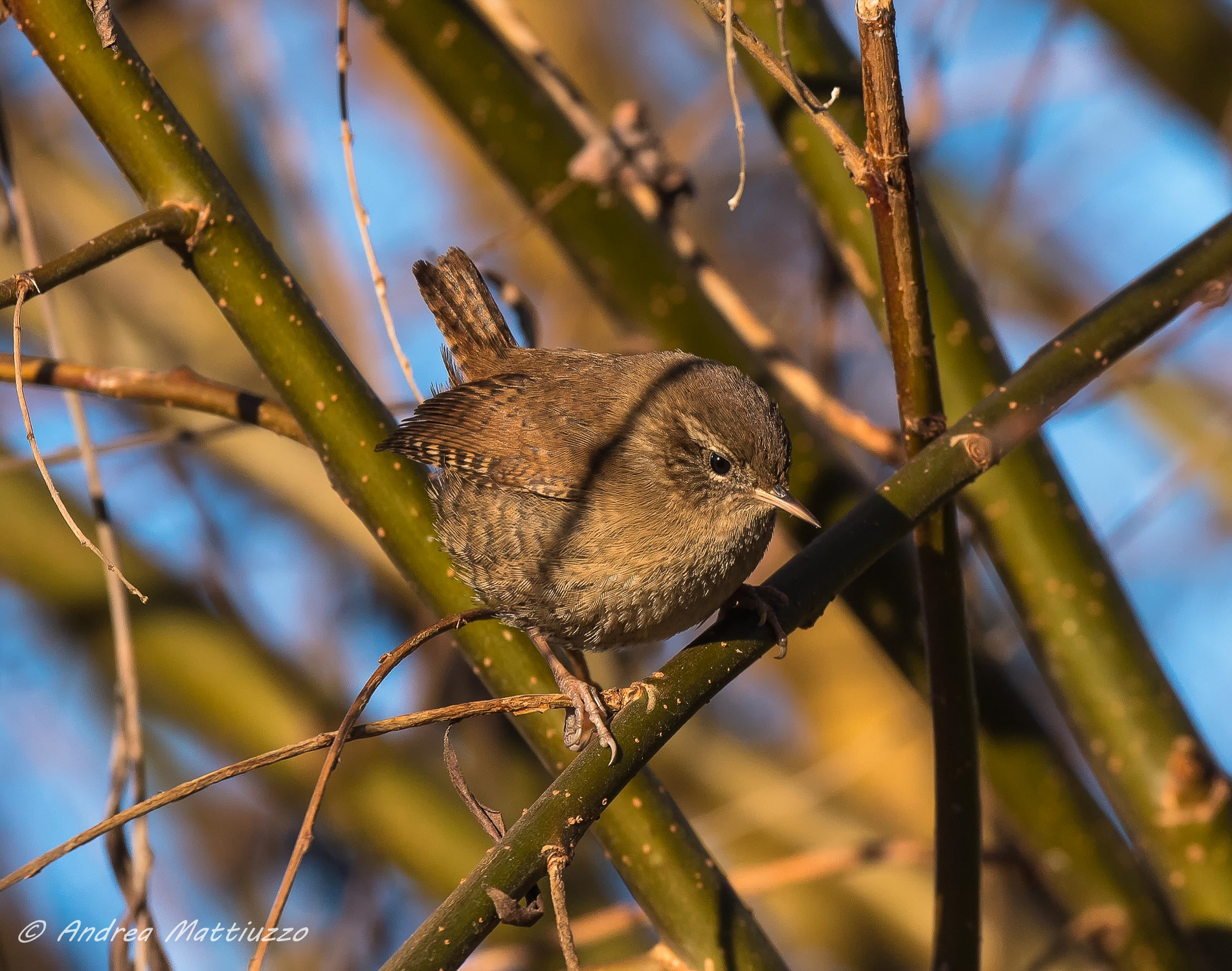 Wren