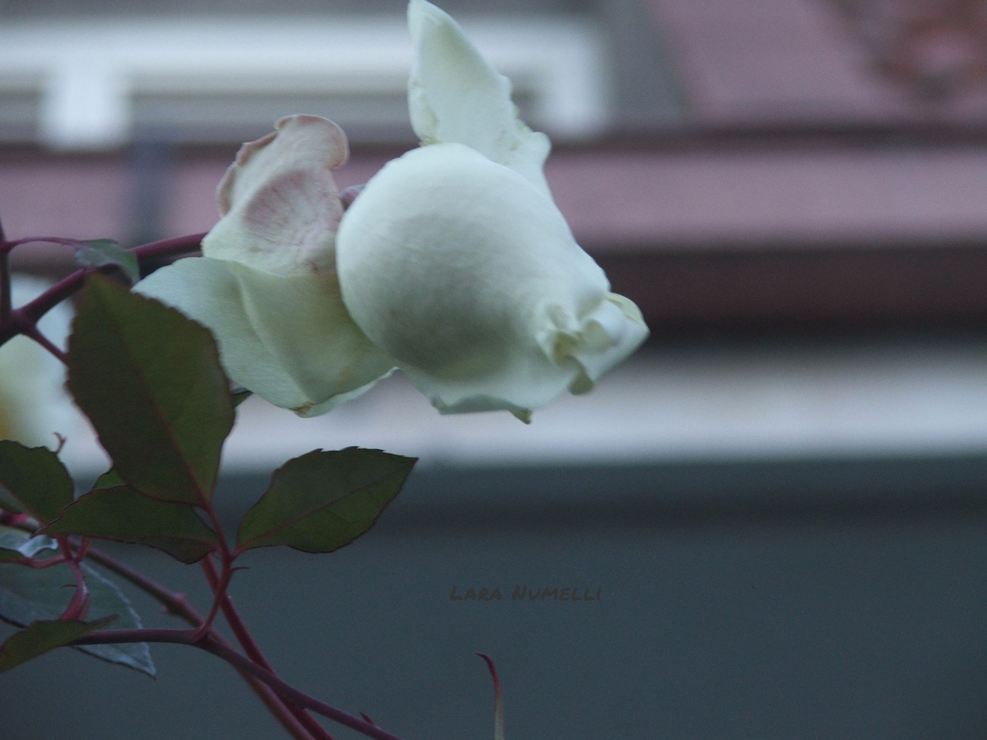 Fuori sembra primavera (se non fosse per il freddo)