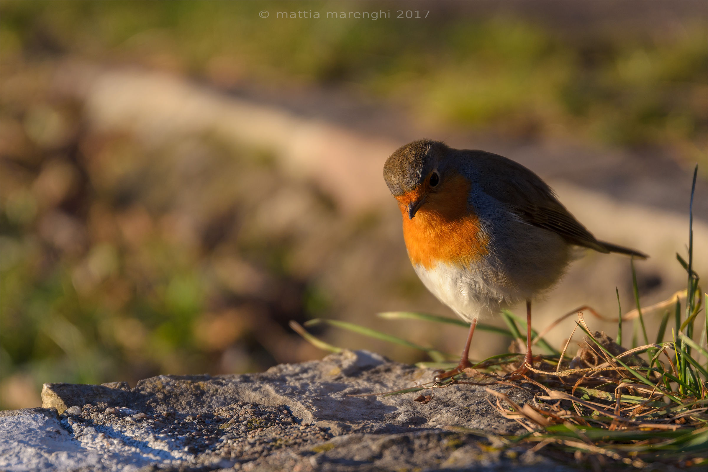curious robin