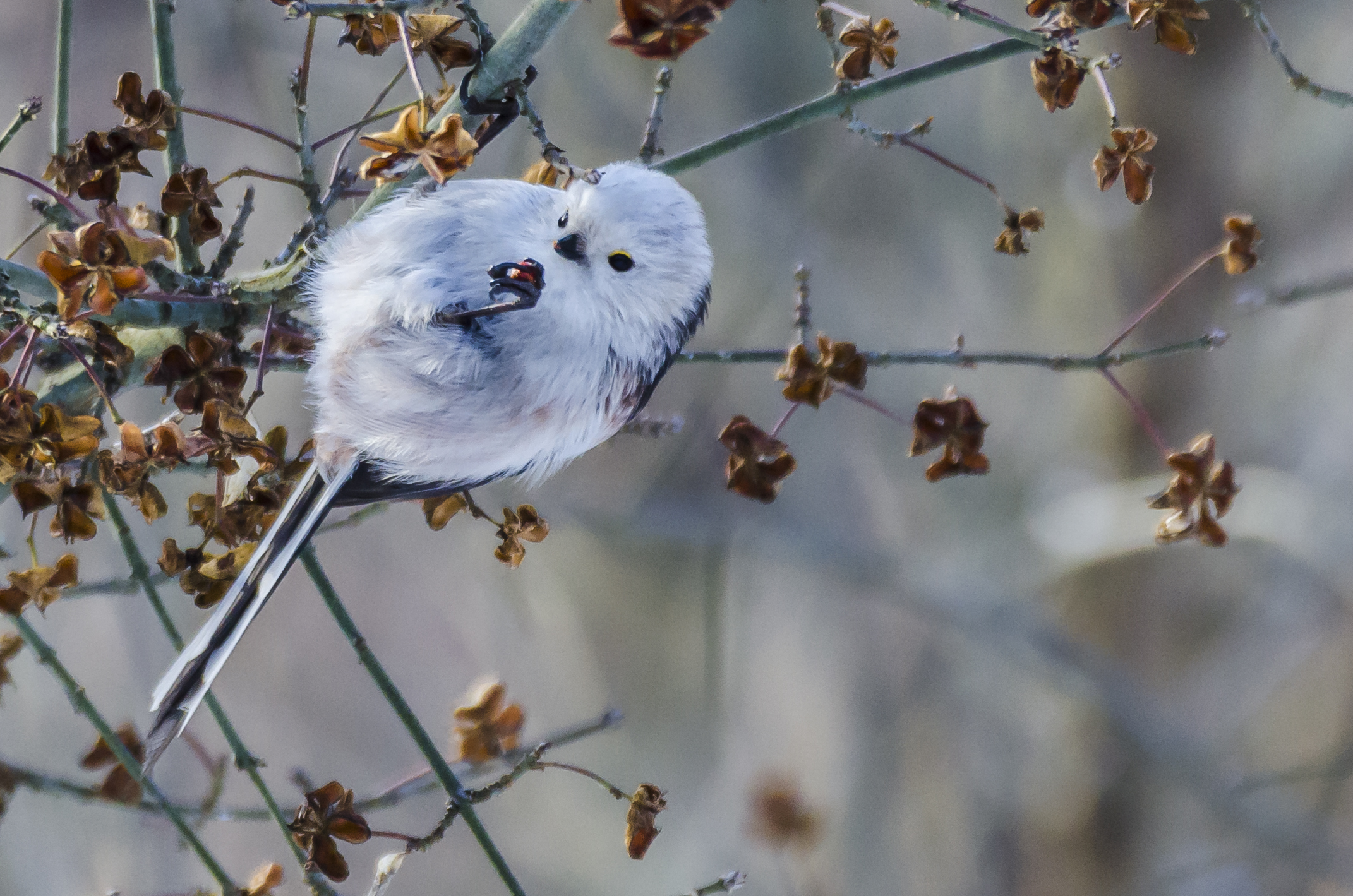 Long-tailed tit