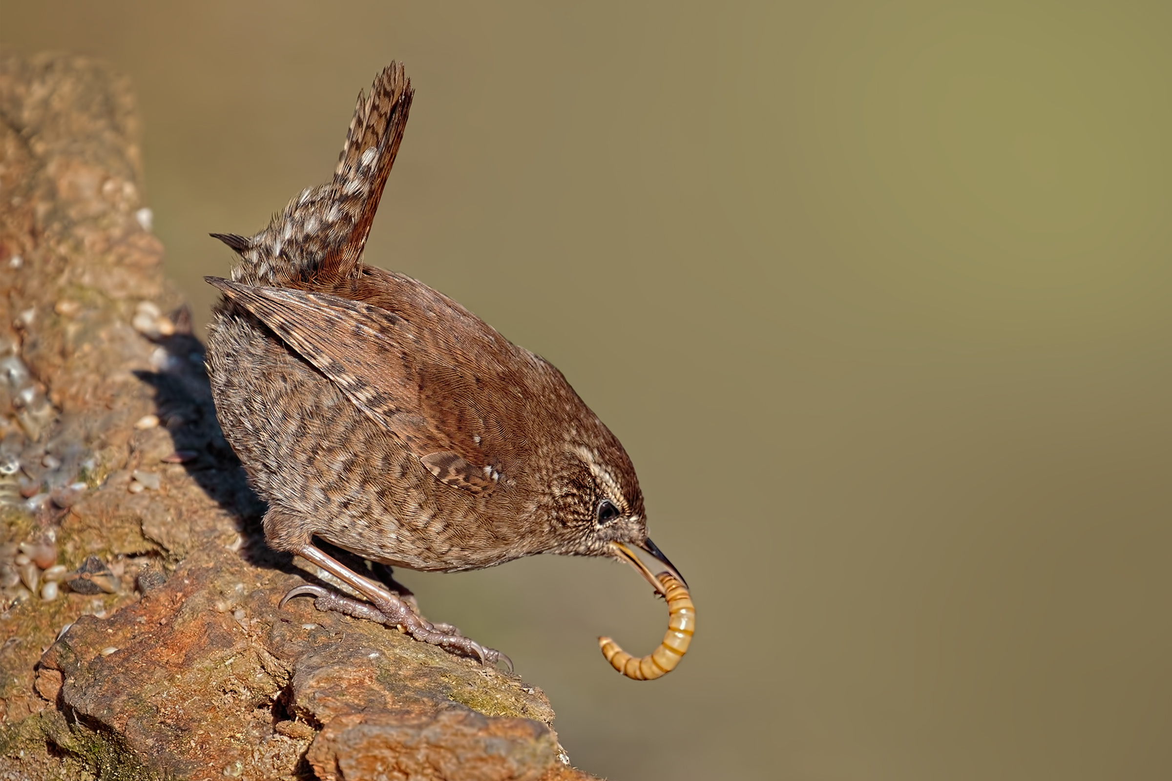 Common wren (Troglodytes troglodytes)