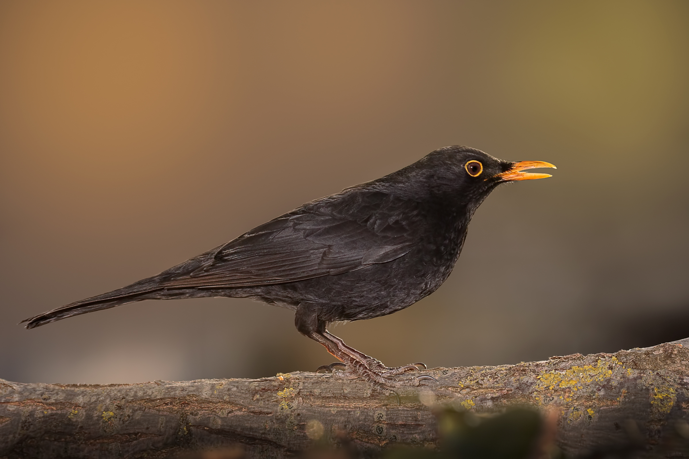 Blackbird (Turdus merula)