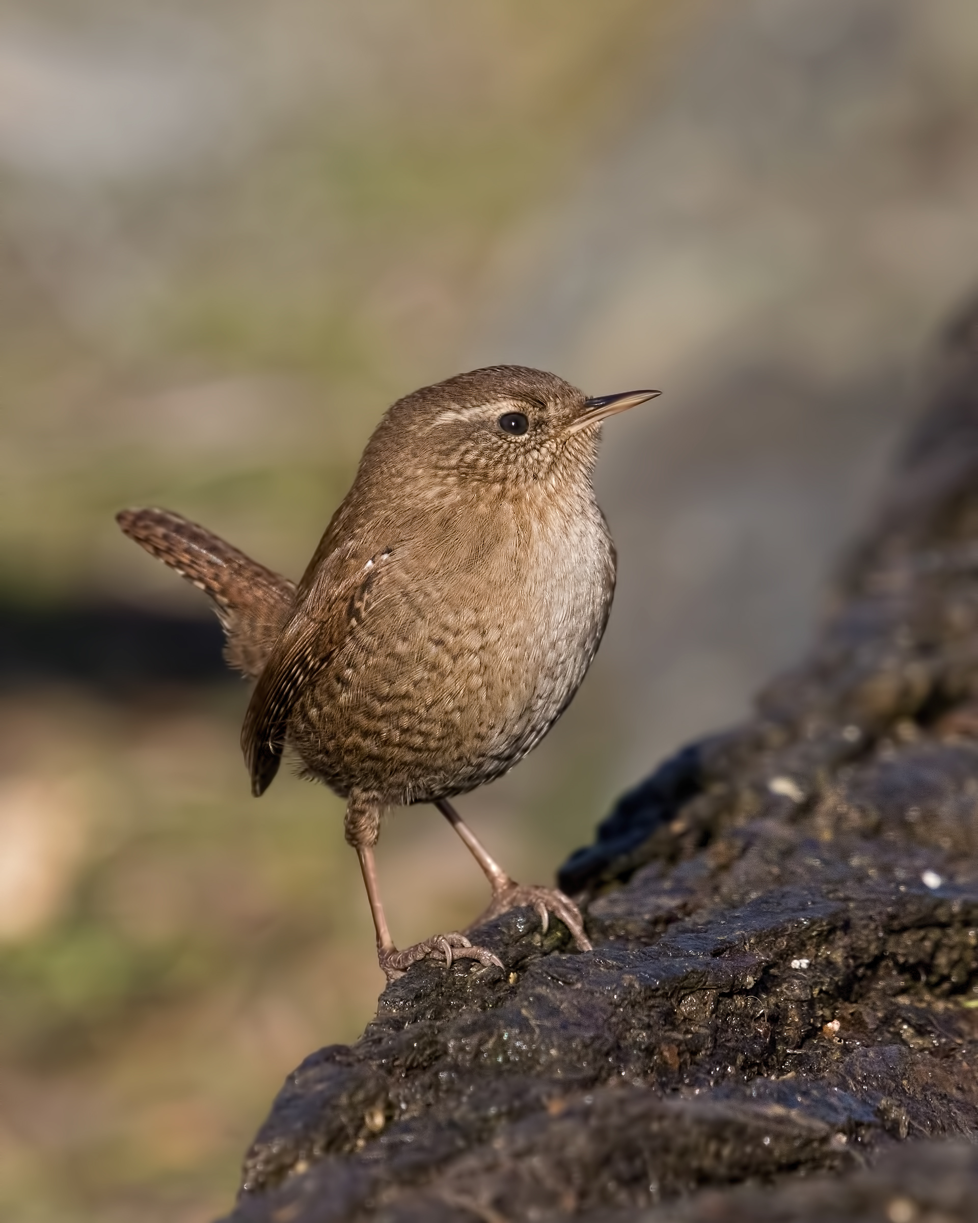 Common wren (Troglodytes troglodytes)
