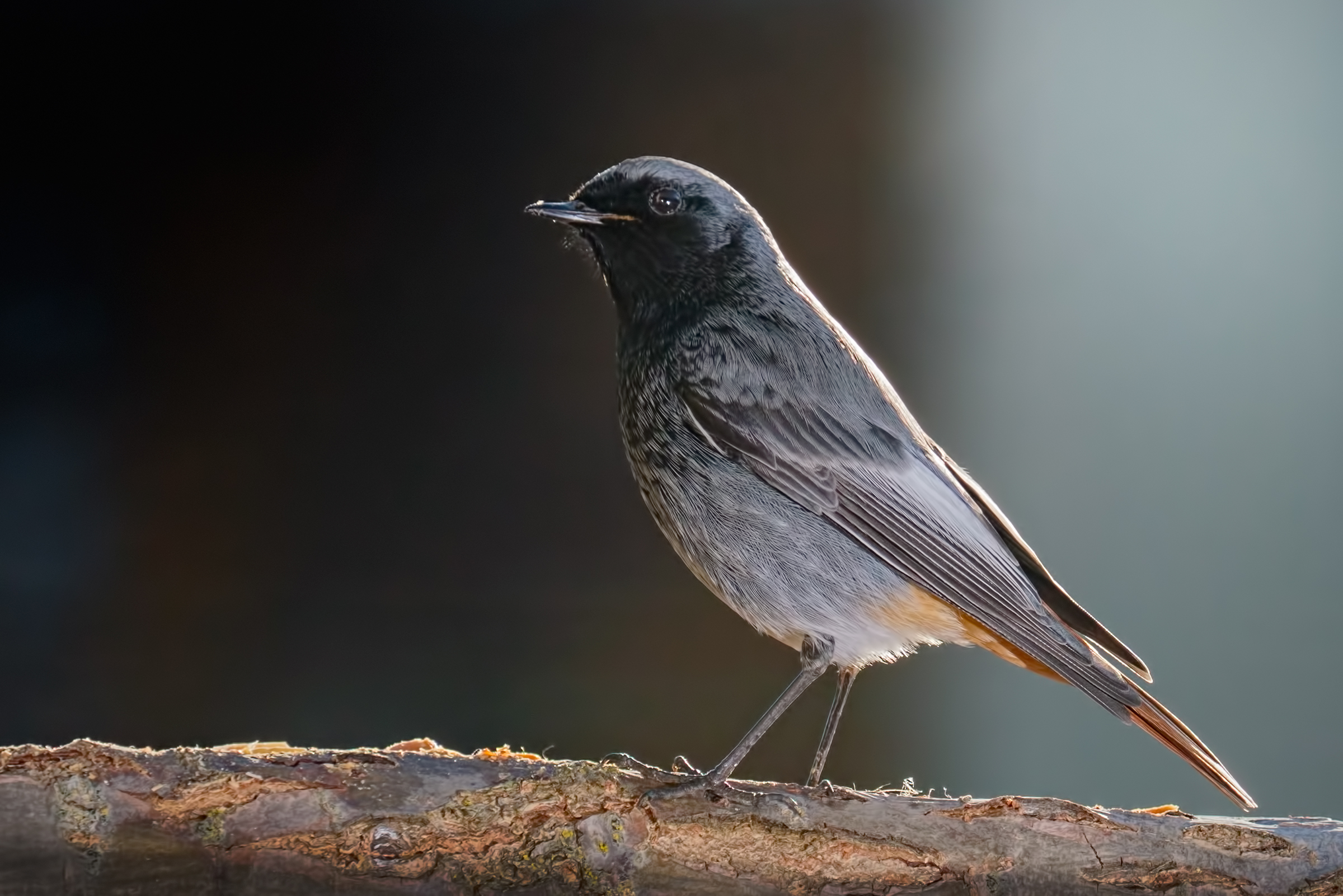 Black redstart (Phoenicurus ochruros)
