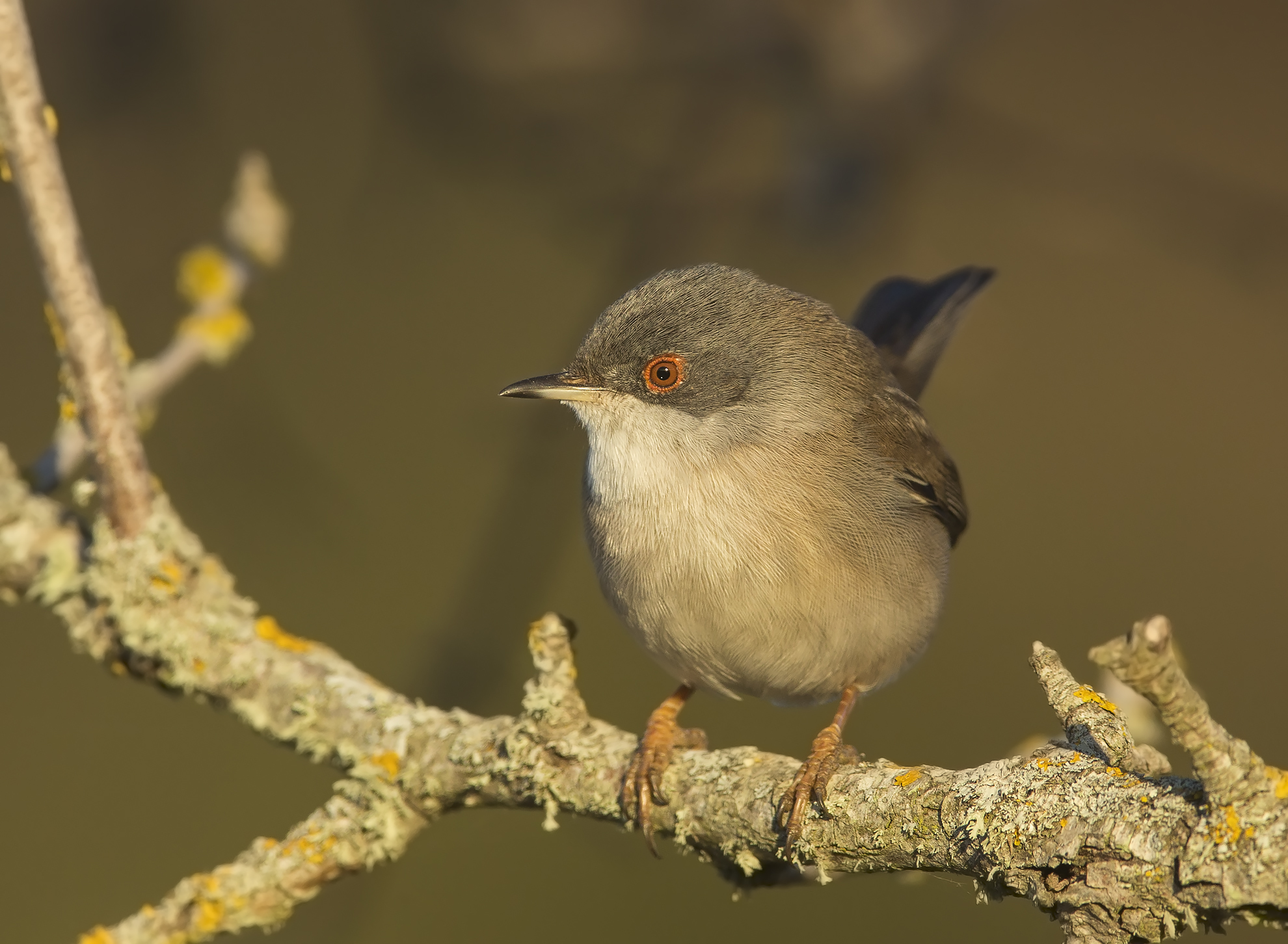 femminuccia al tramonto