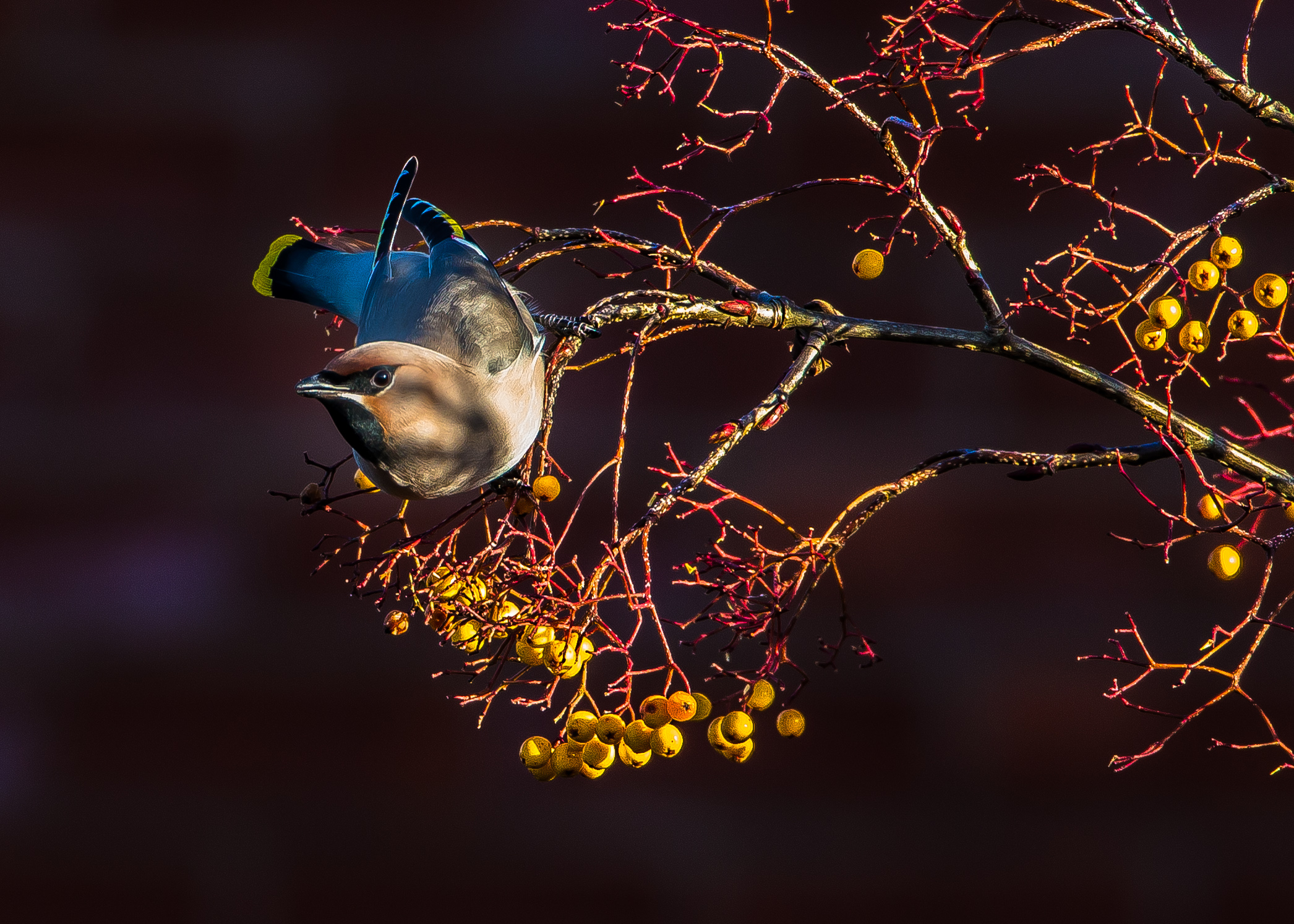 Waxwing