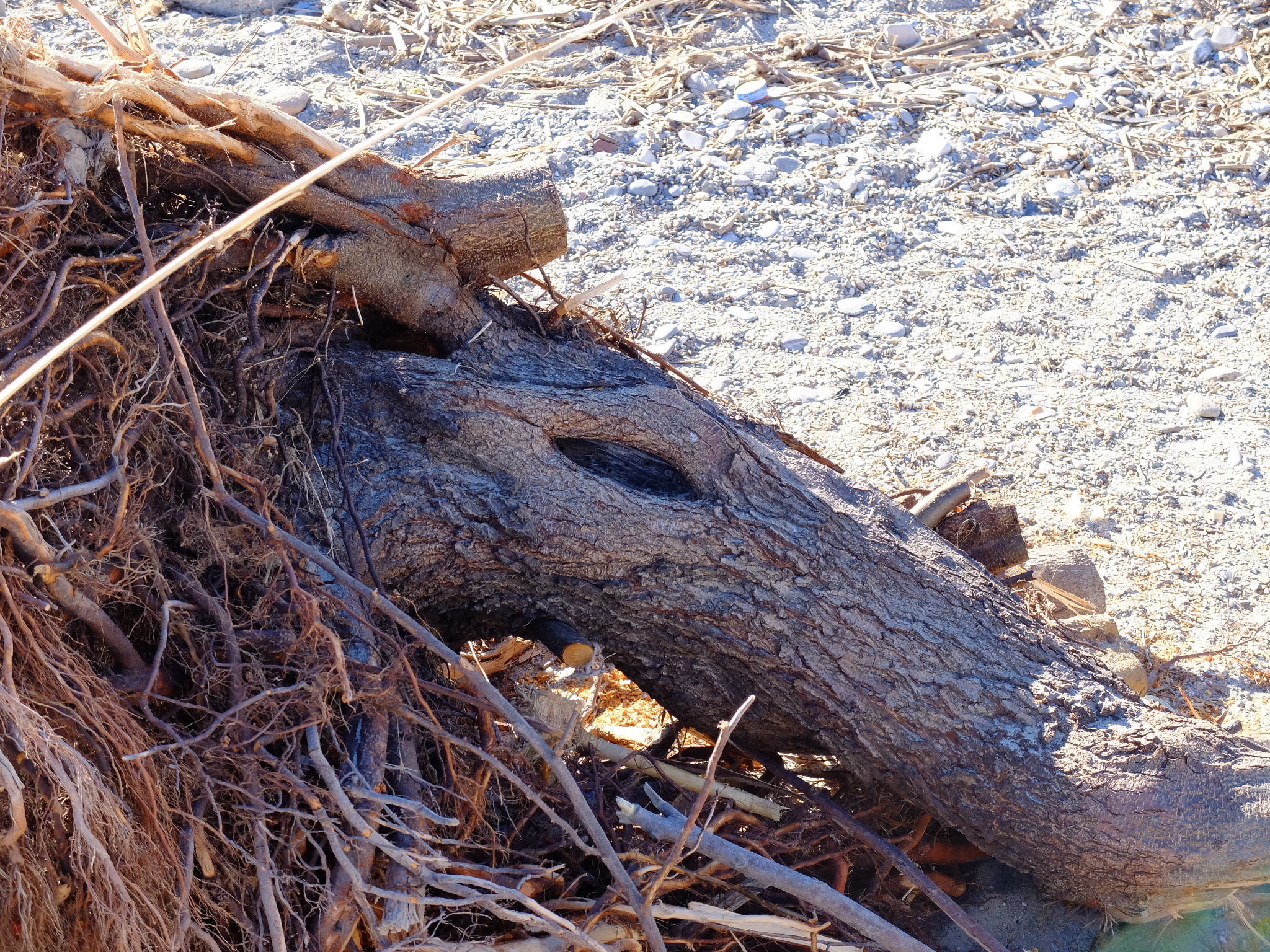 Tapiro o formichiere?