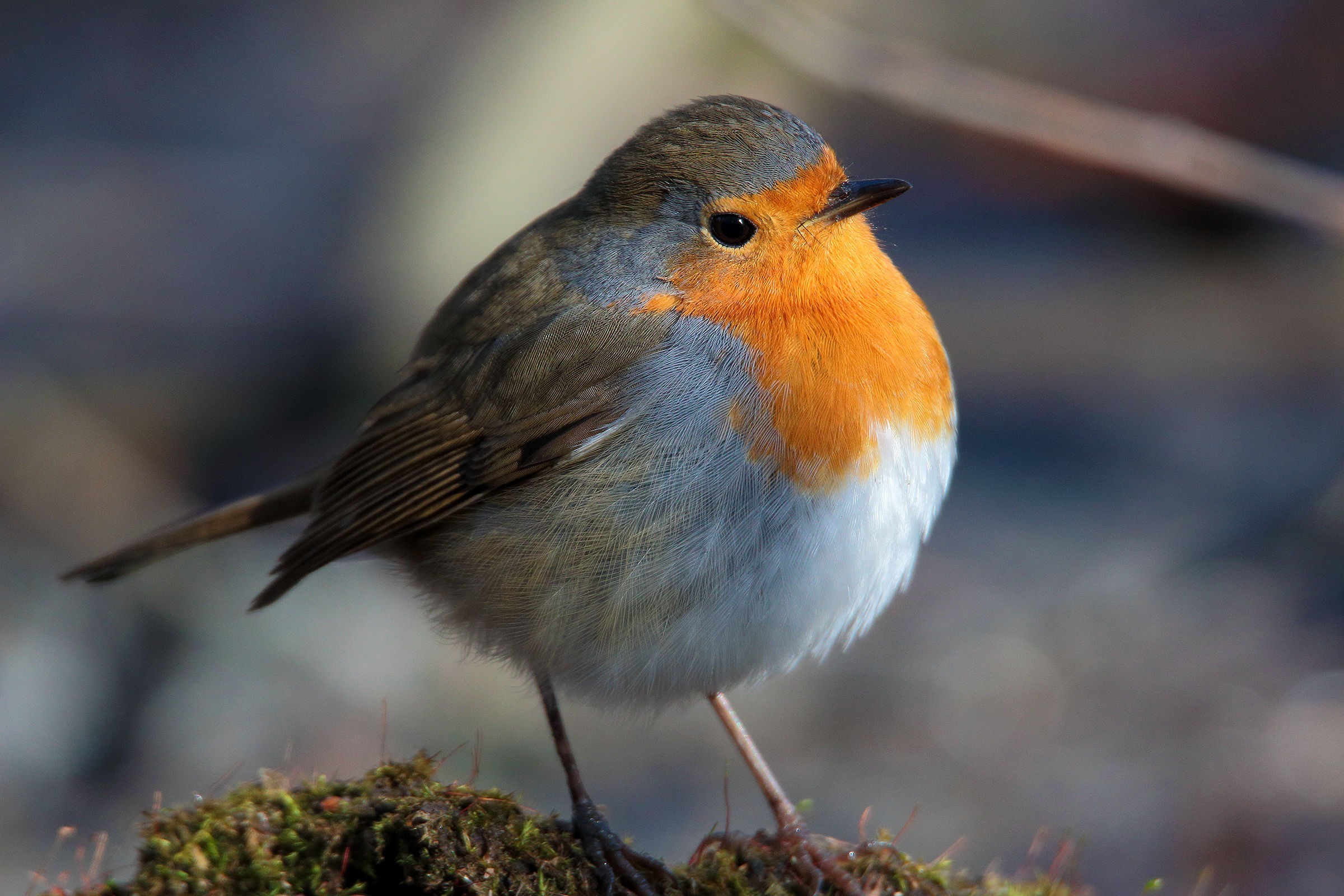 il molto confidente petty