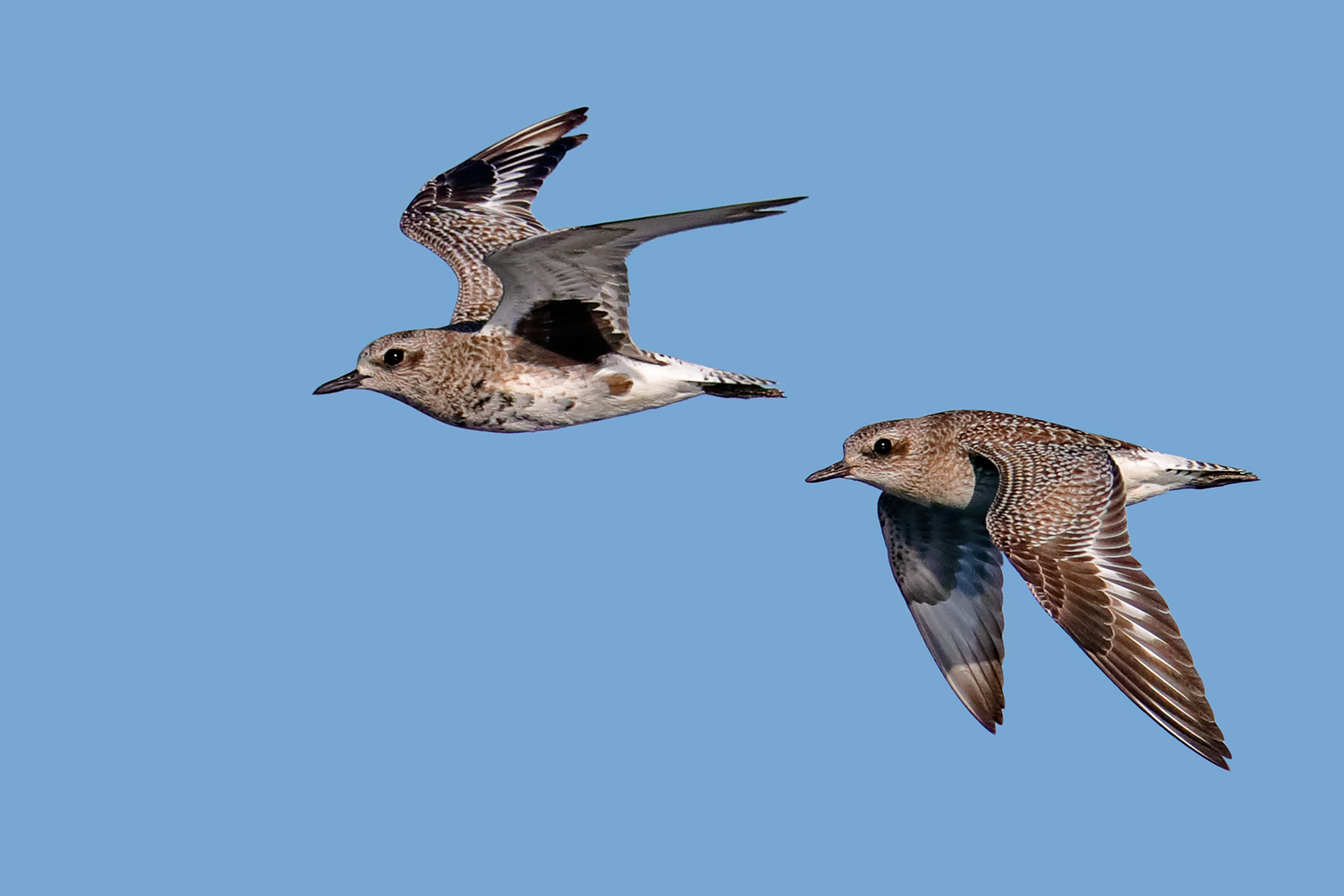 Grey Plovers in flight