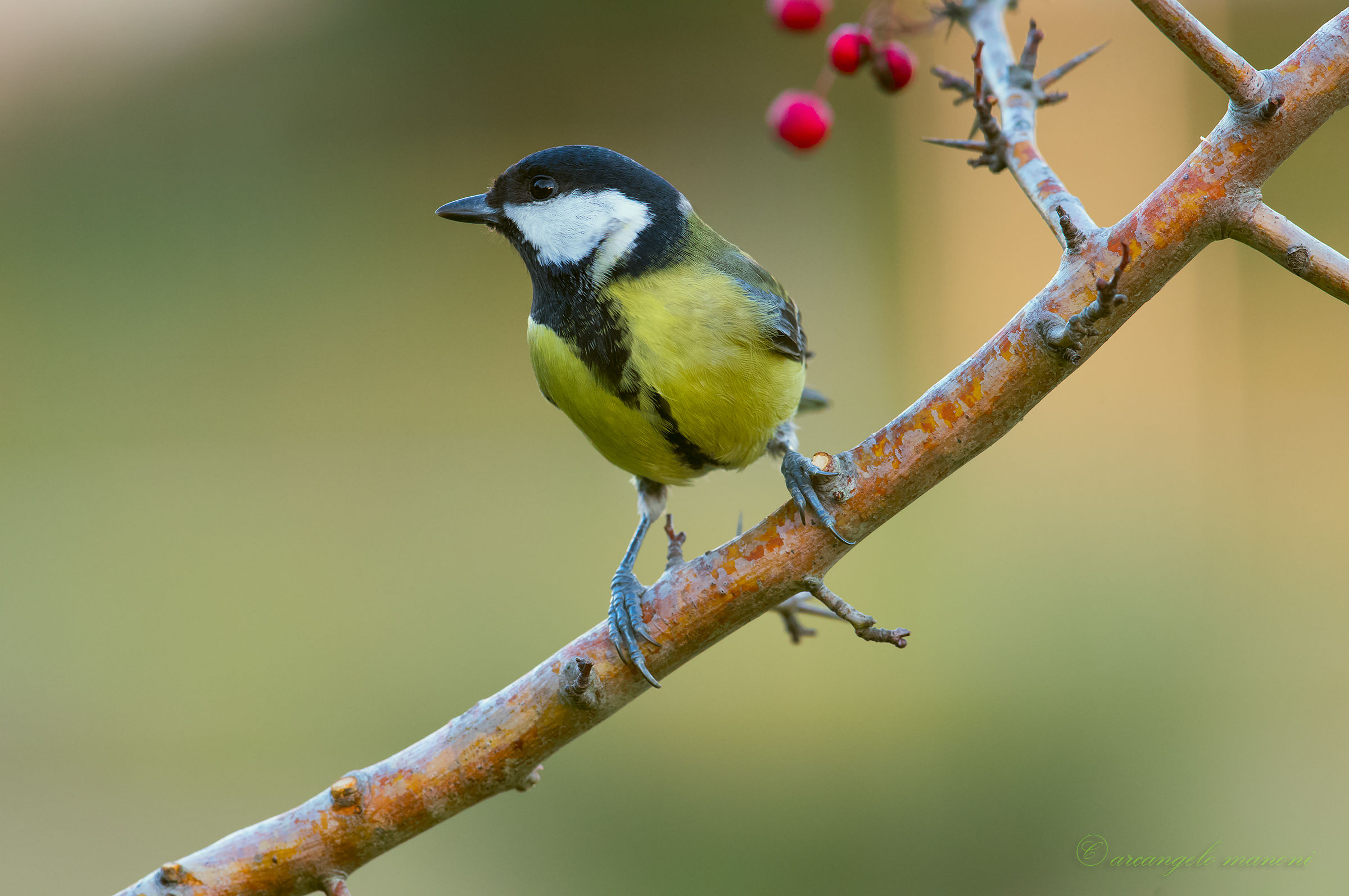Ciliegine sulla cincia