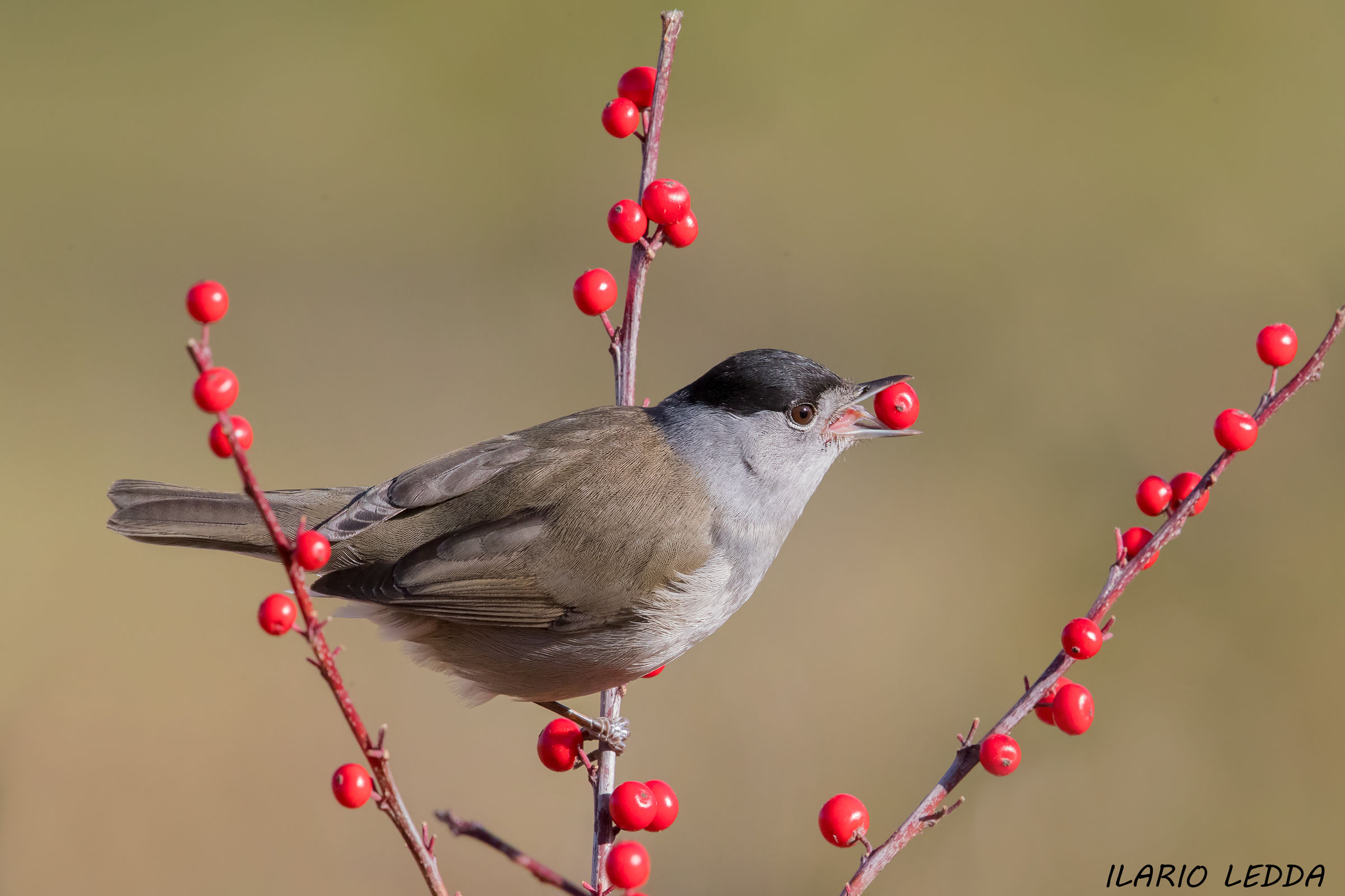 blackcap