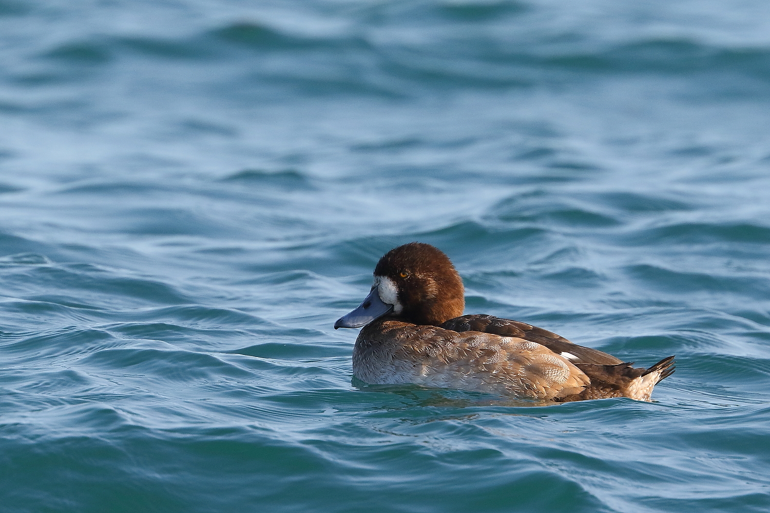 Scaup female