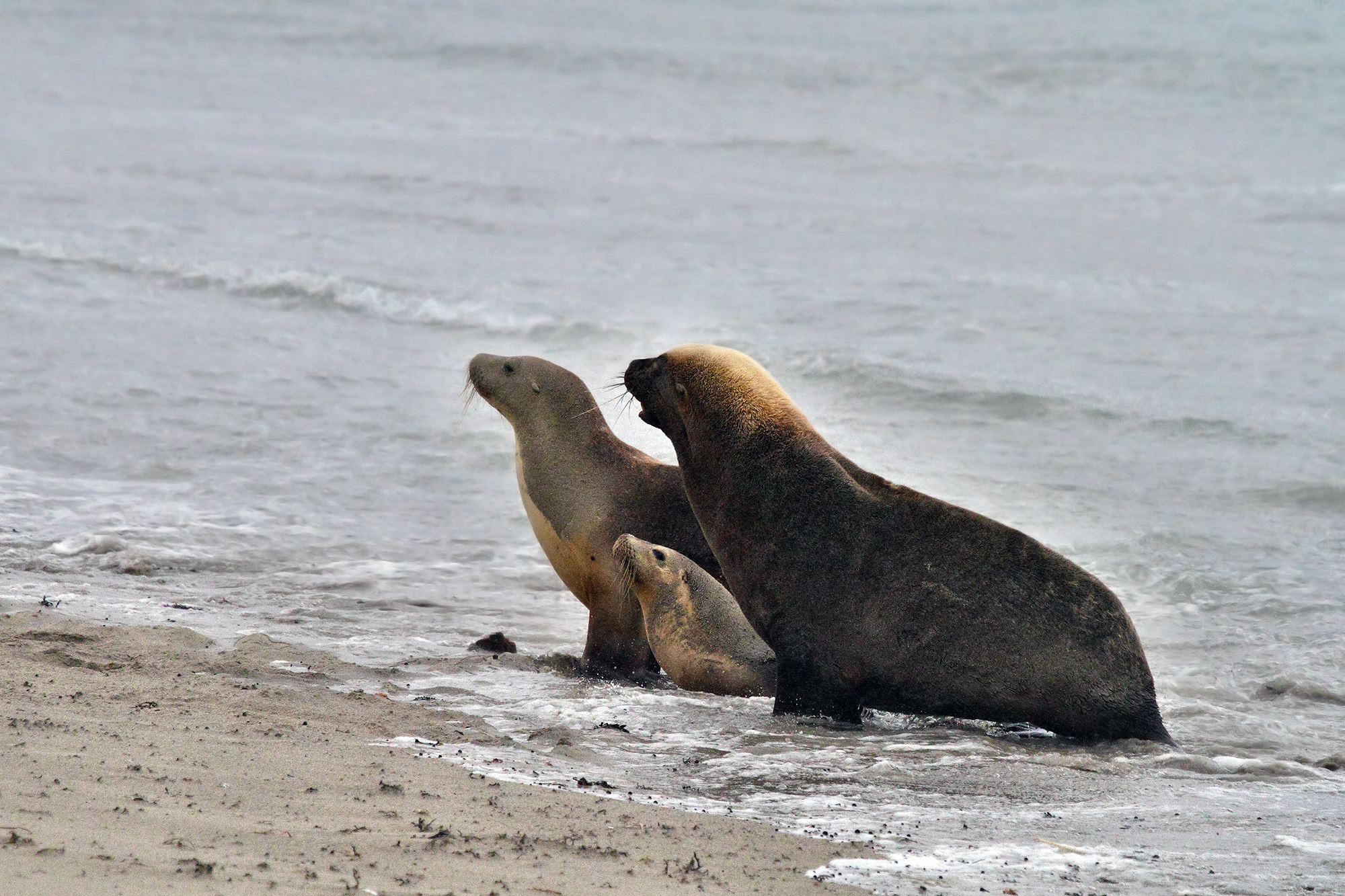 Leoni Marini,Kangaroo Island,South Australia
