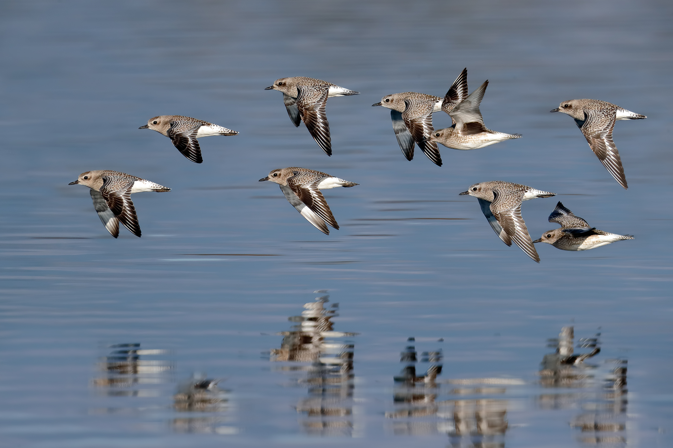 Pivieresse in volo sul lago