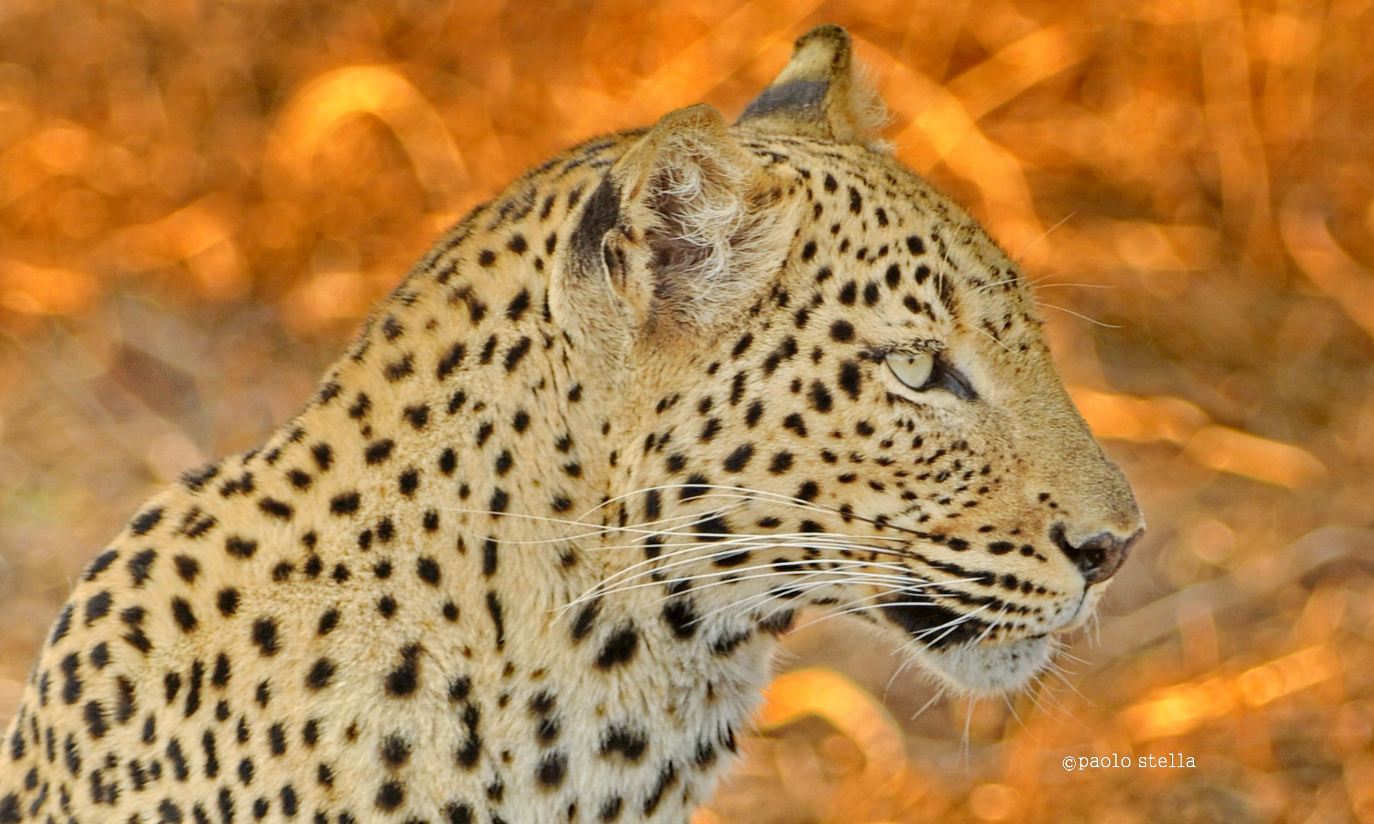 leopard and magic light