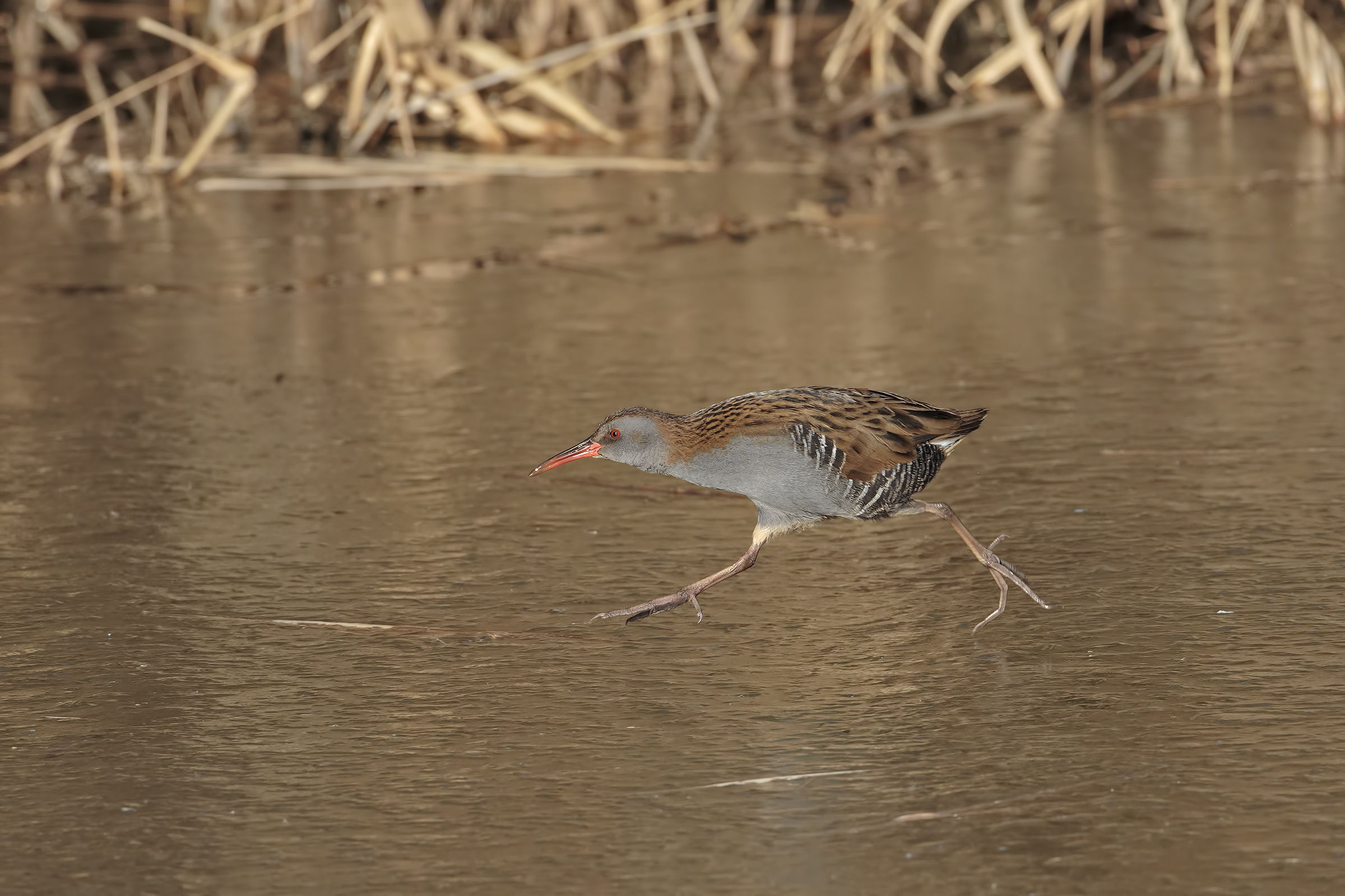 Water rail on ice