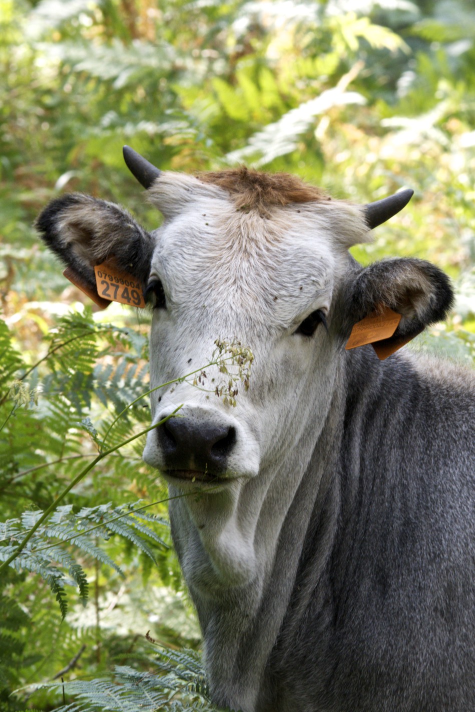 portrait bovine