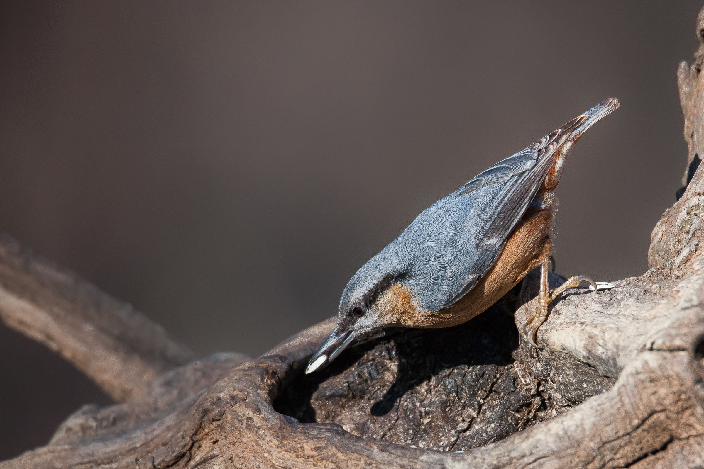 Picchio muratore prove a 1600 iso con D3X