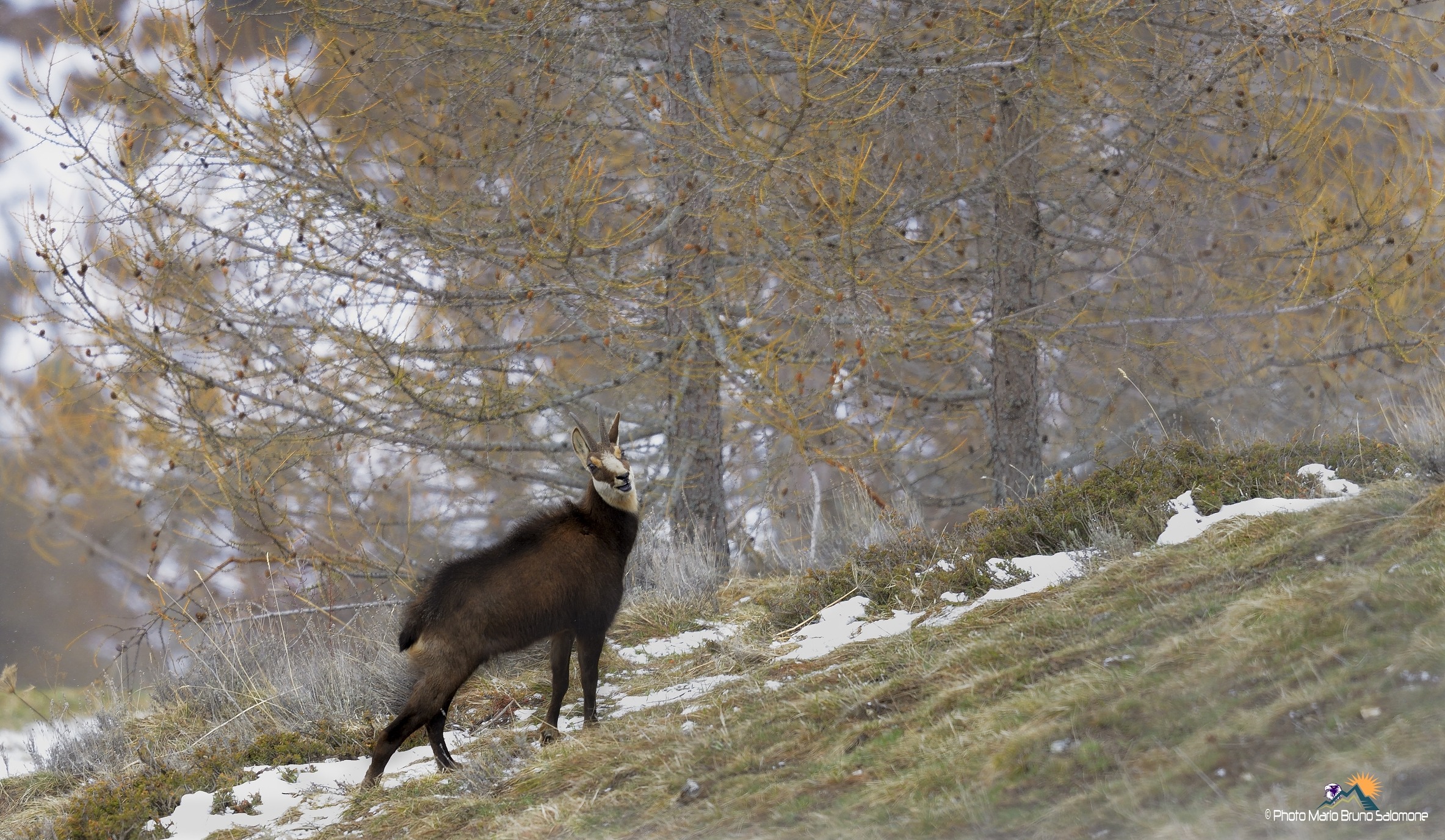 Chamois, winter clothes.