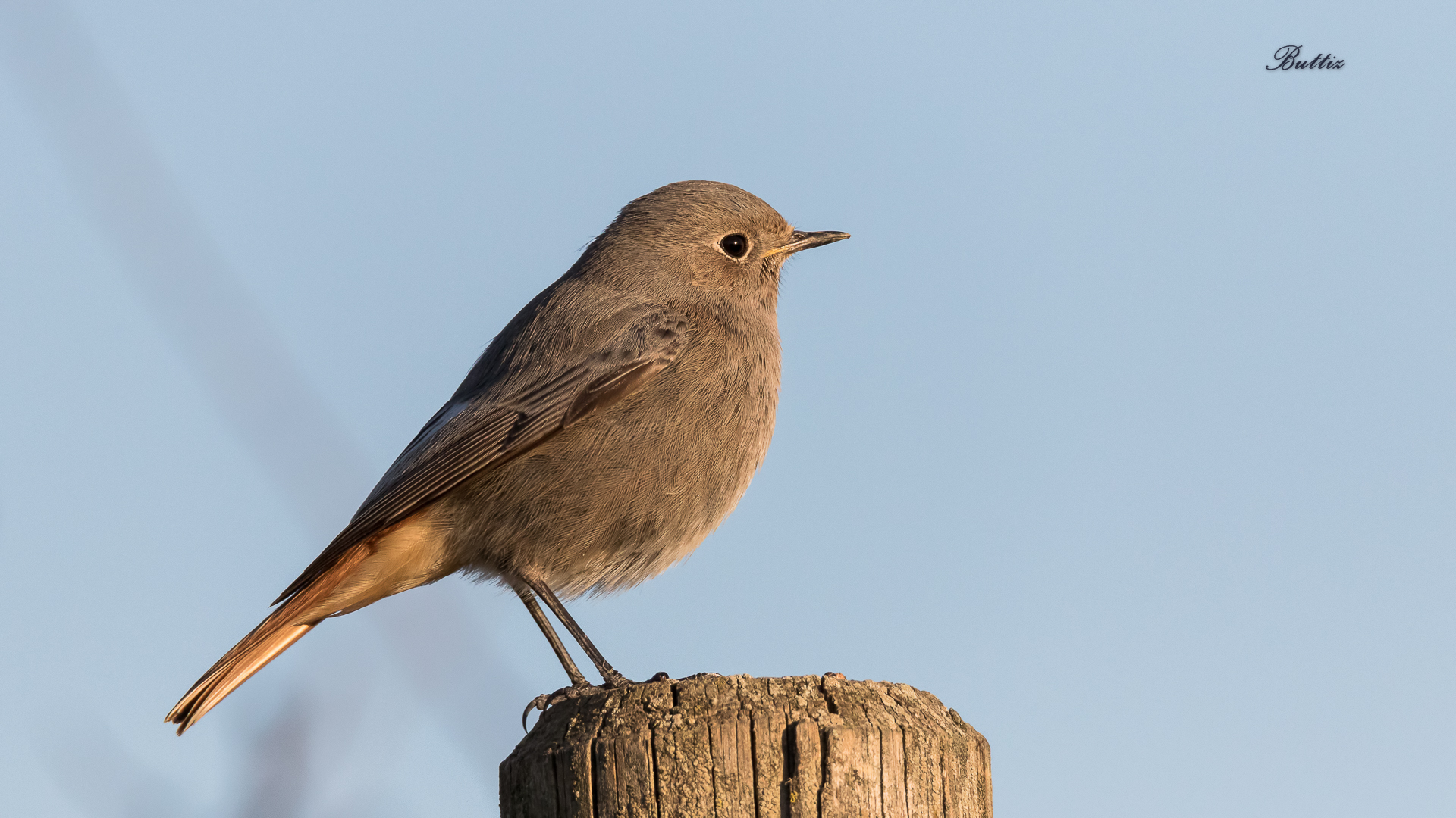 Chimney sweep Redstart F