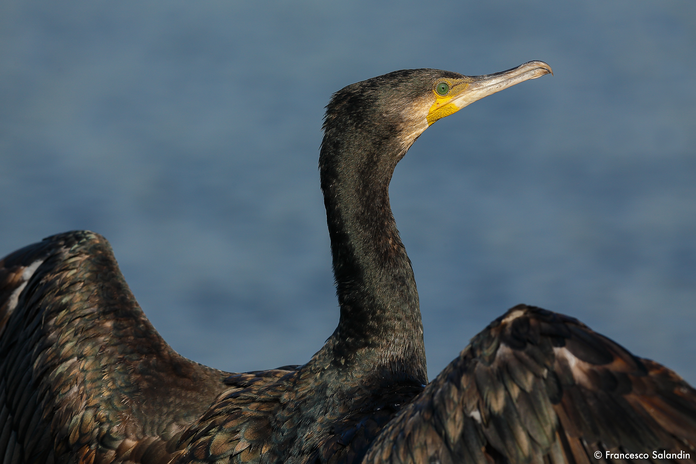 Cormorant
