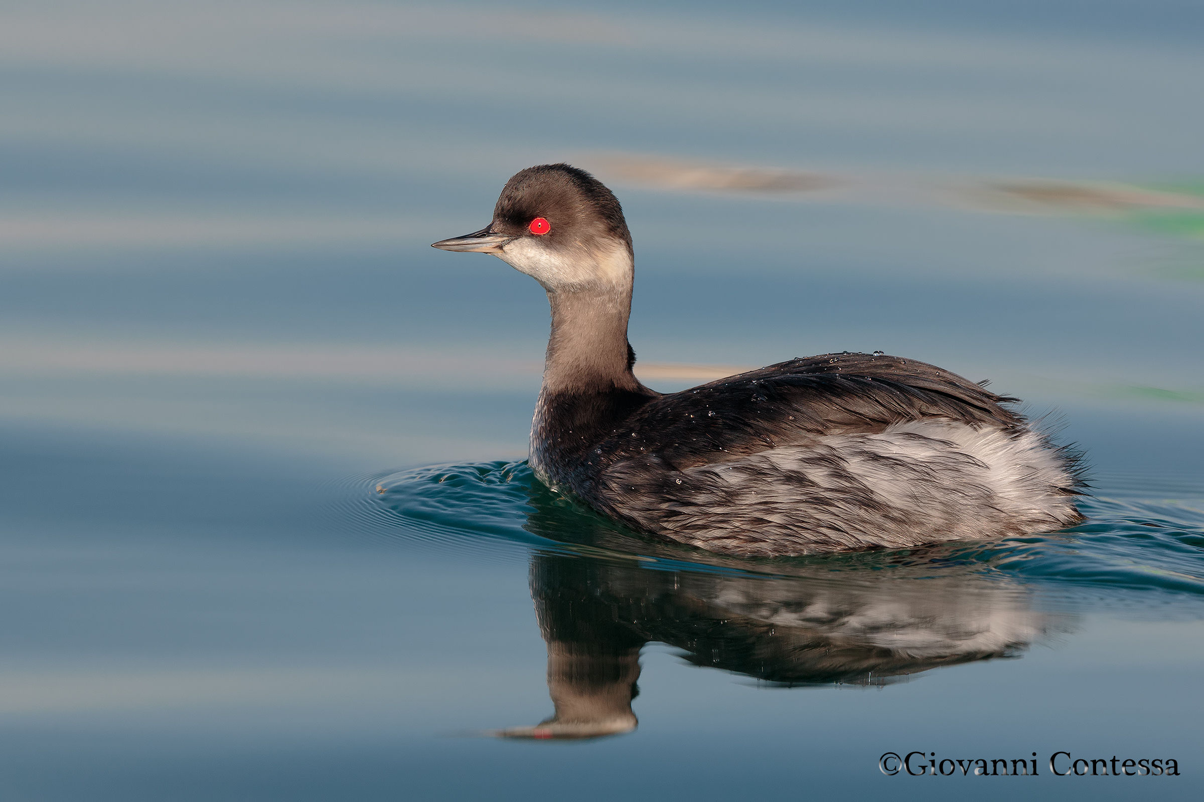 necked grebe