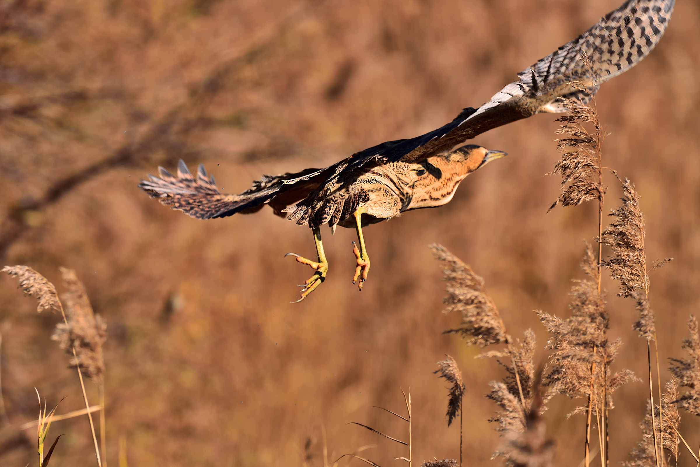 L'involo del Tarabuso
