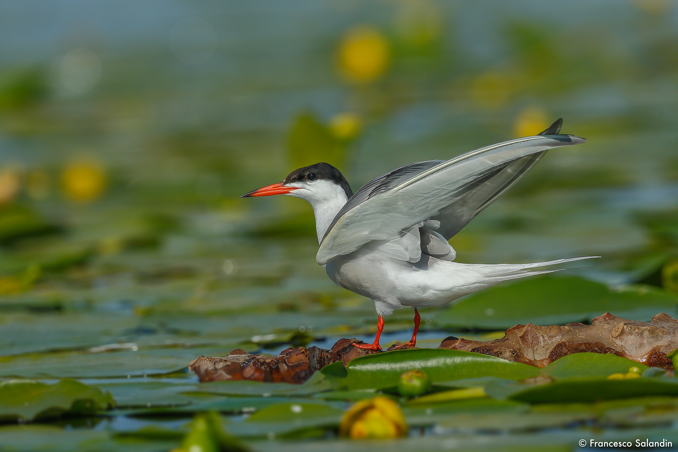 whiskered tern