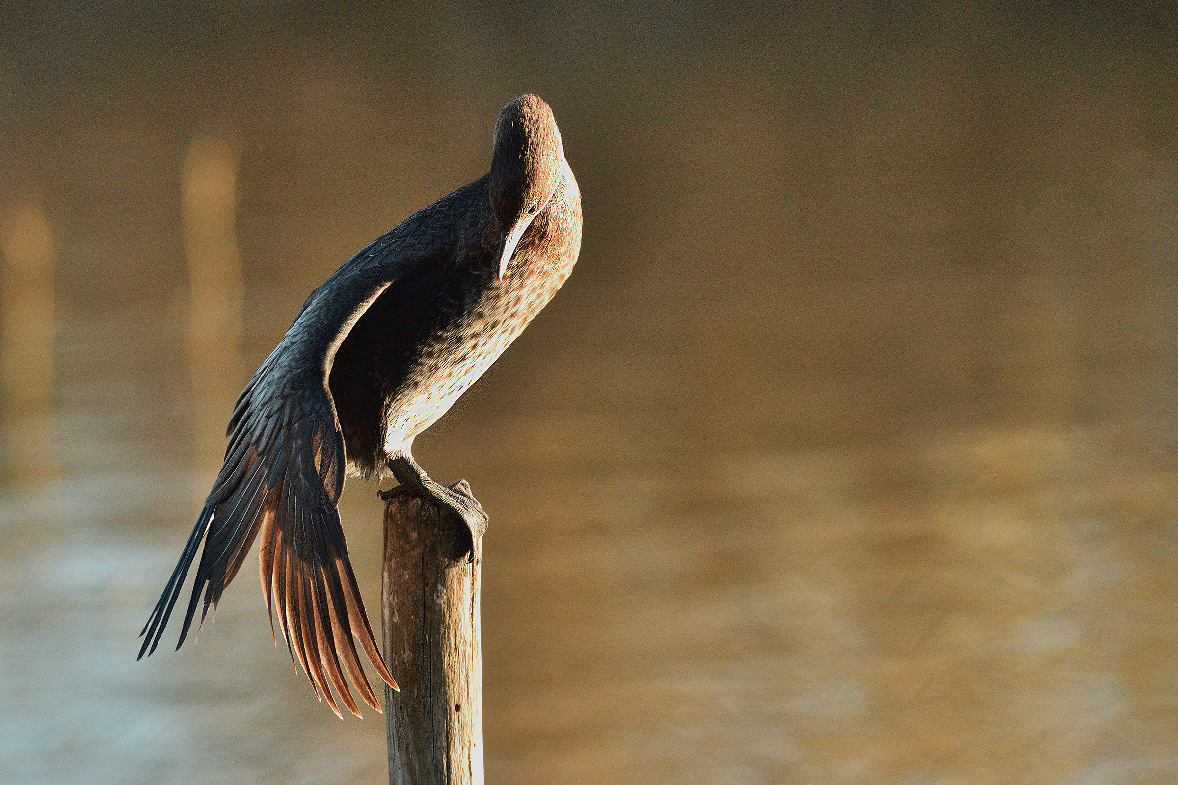 L'inchino del Marangone minore