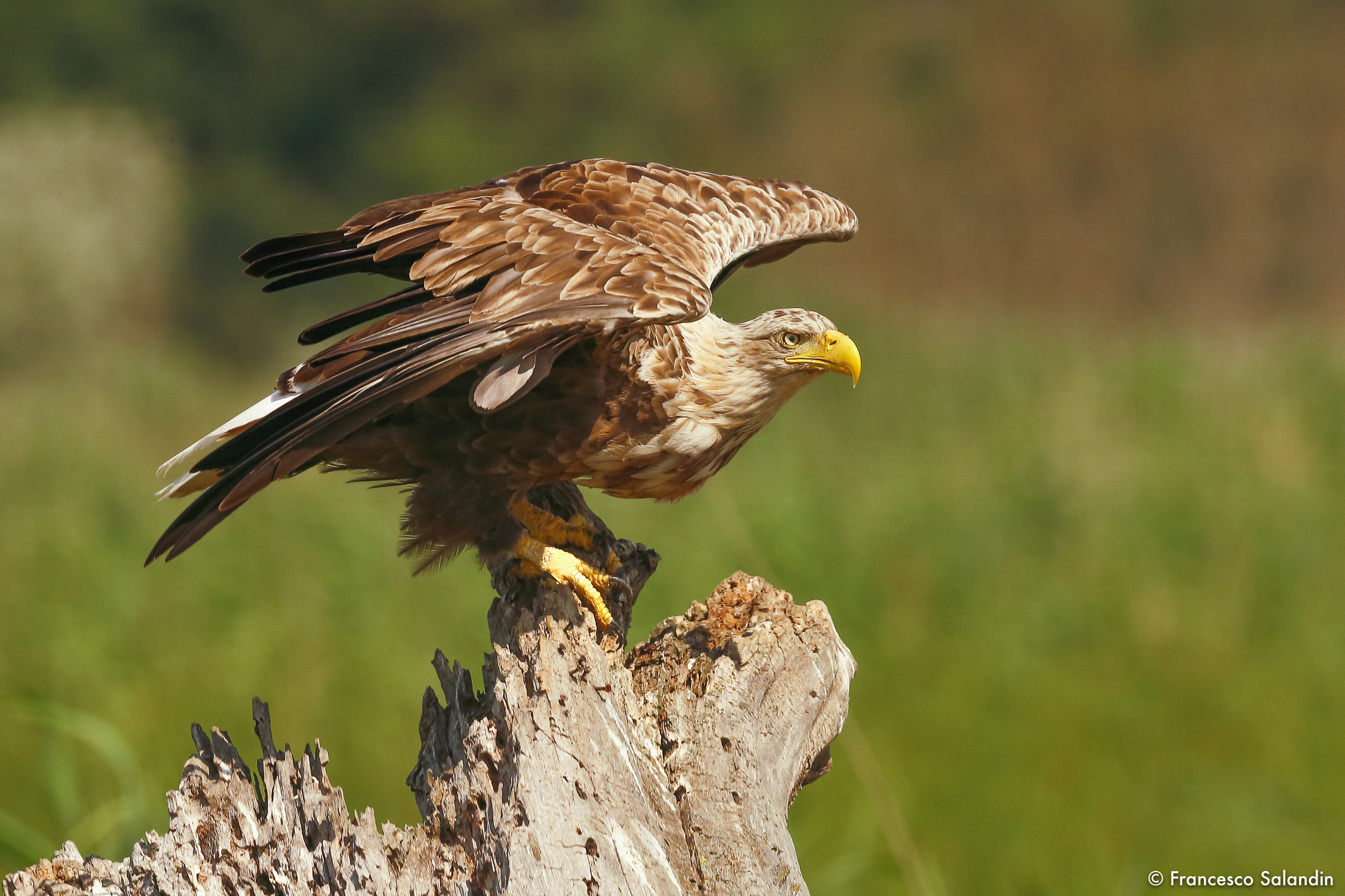 Sea eagle