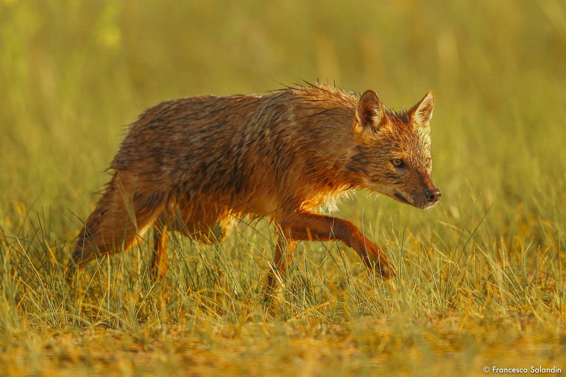 golden jackal