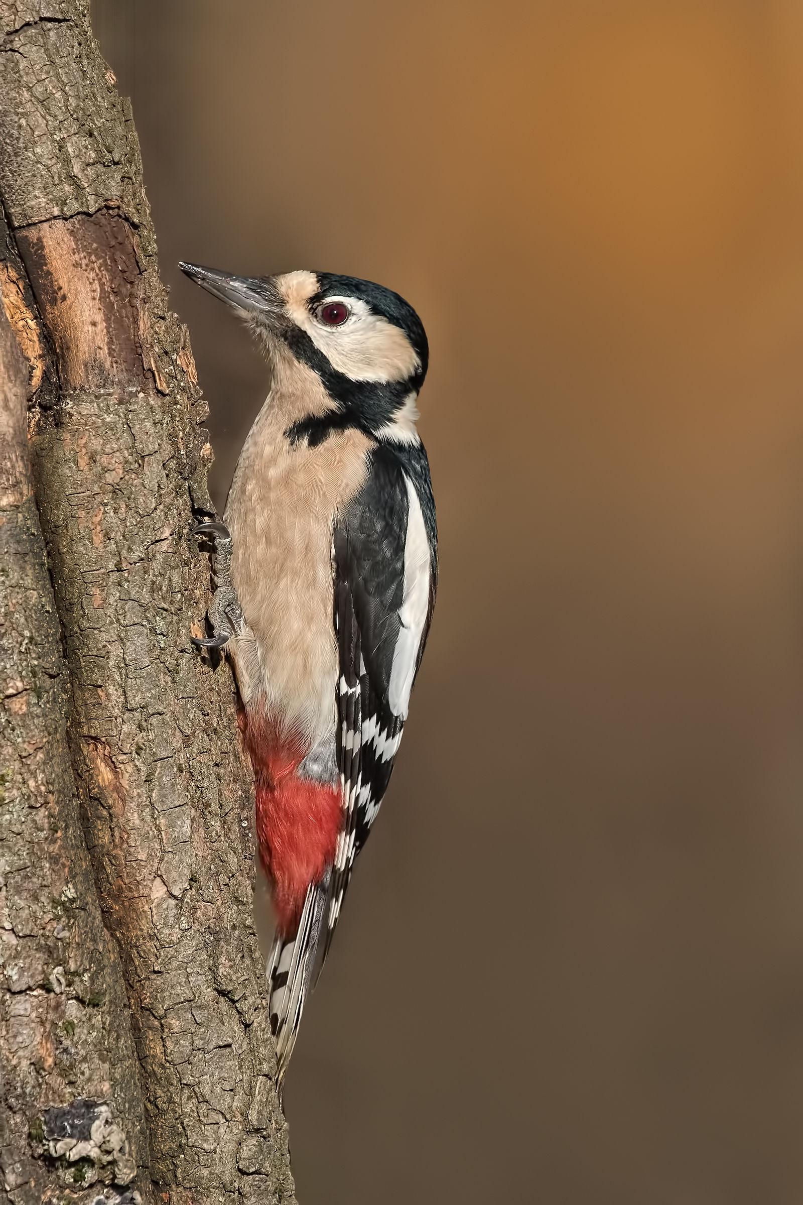 Great Spotted Woodpecker female (Dendrocopos major)