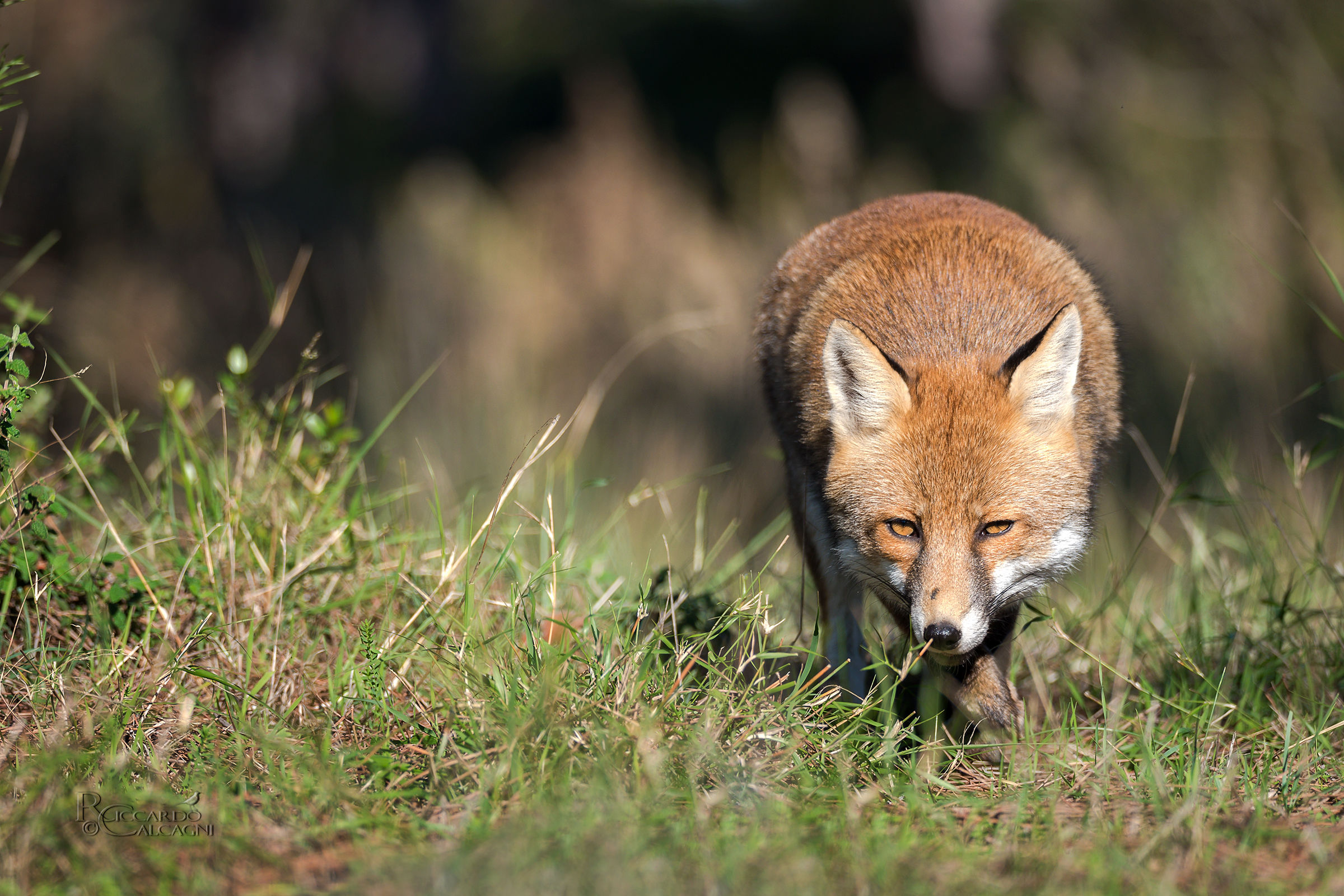 Incontri ravvicinati