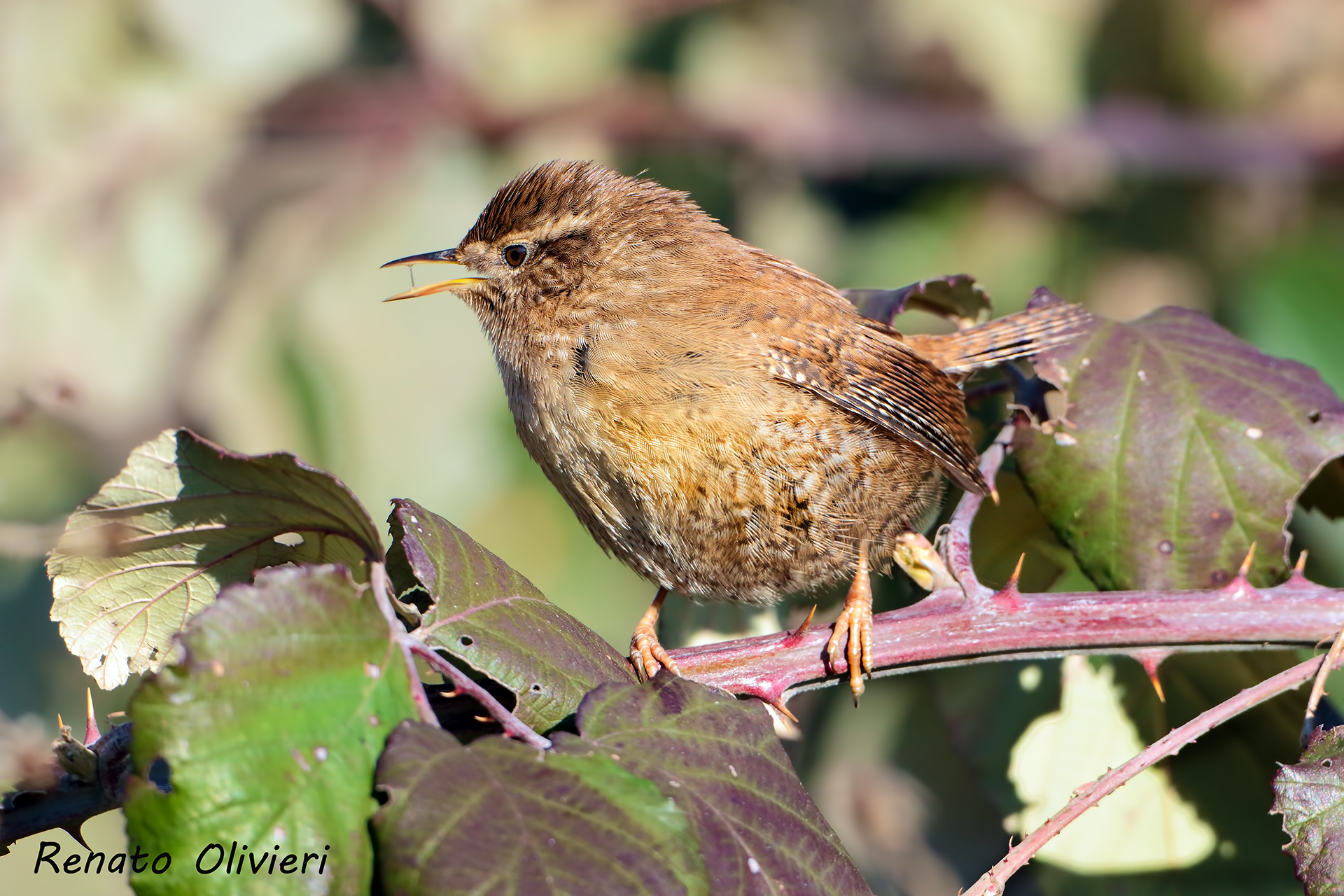 Scricciolo dispettoso.