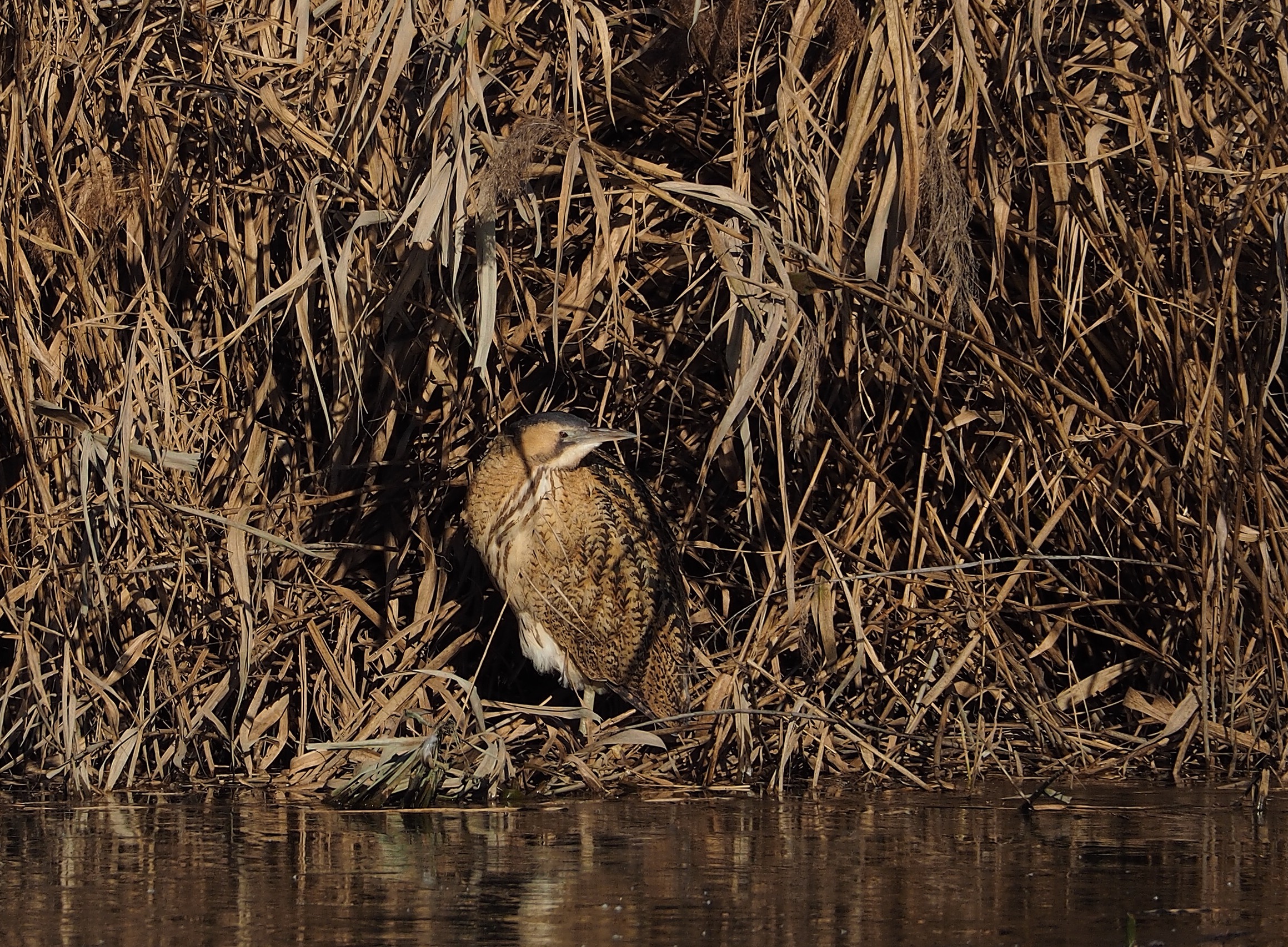 Bittern in the reeds