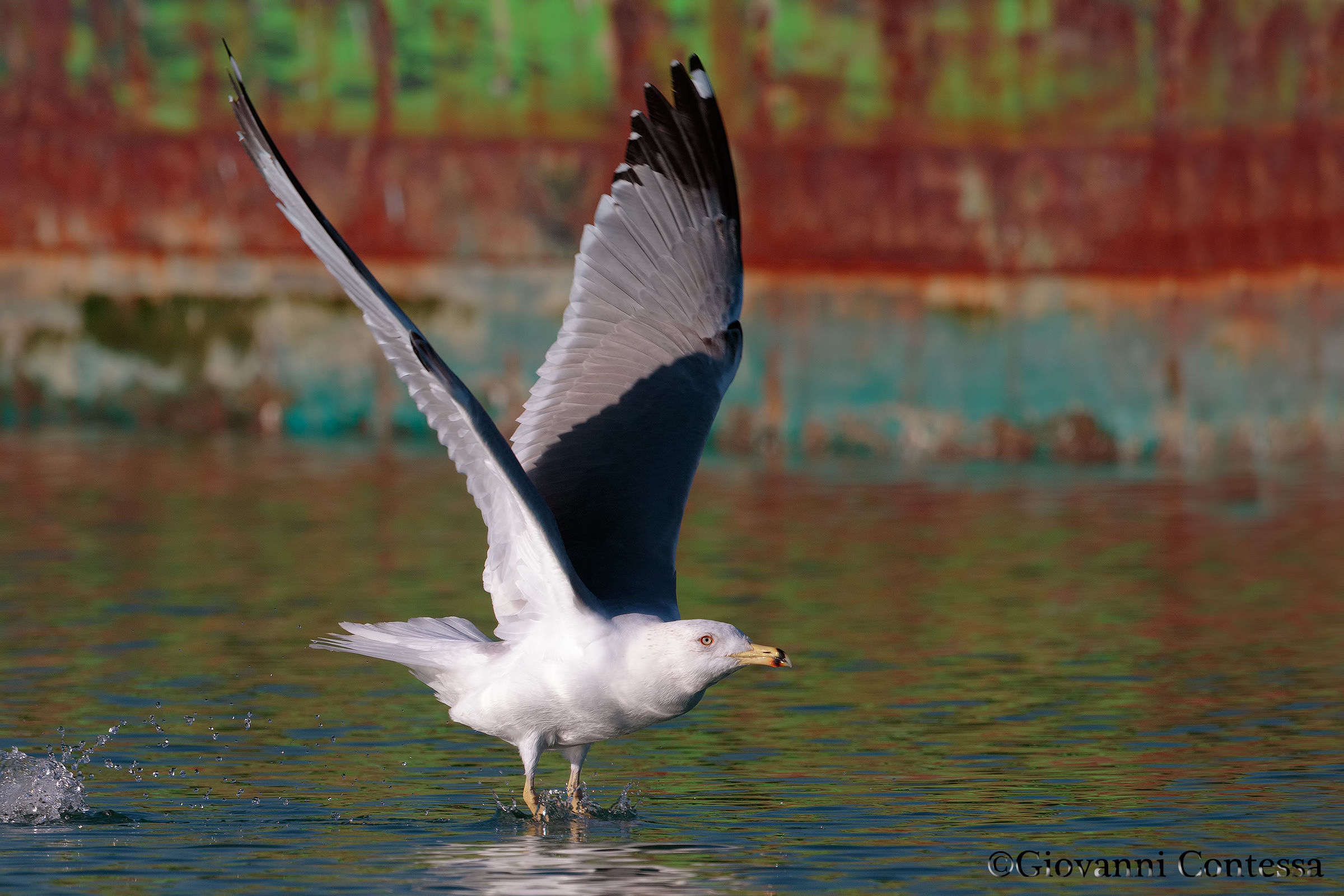 seagull in "takeoff"
