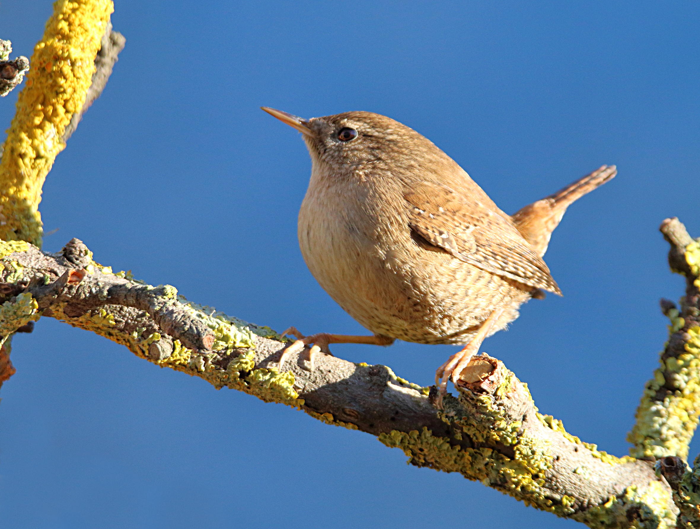 Wren